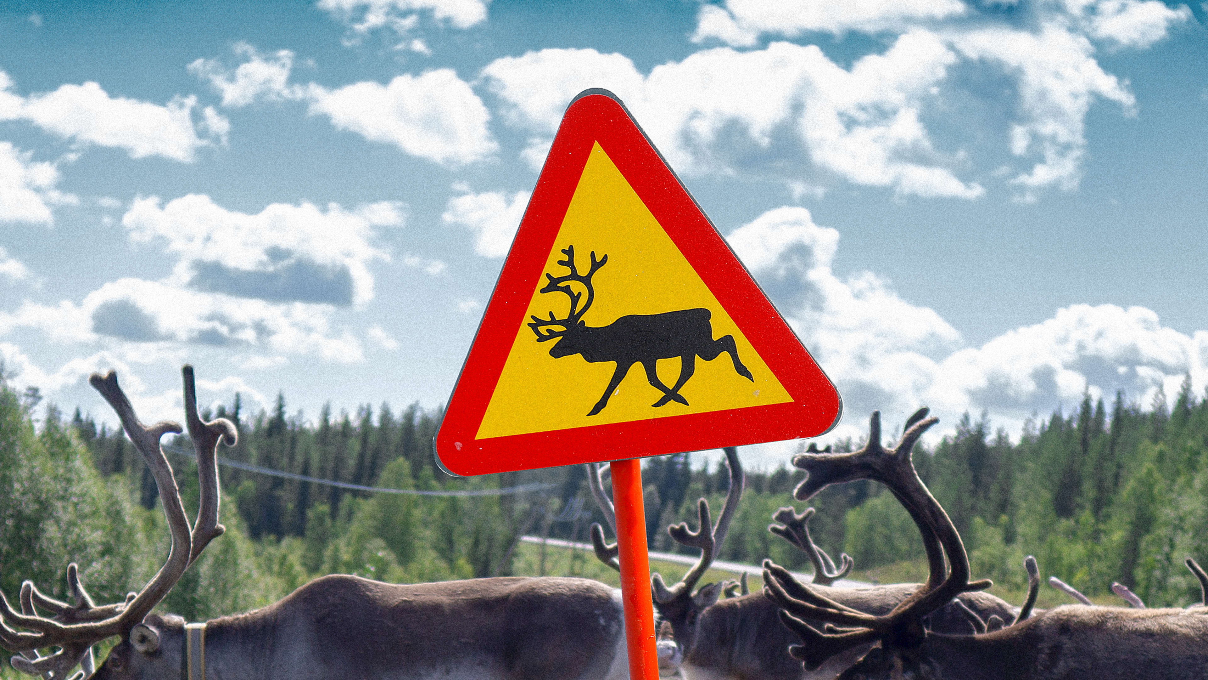Reindeer need infrastructure, too. These bridges are just for them