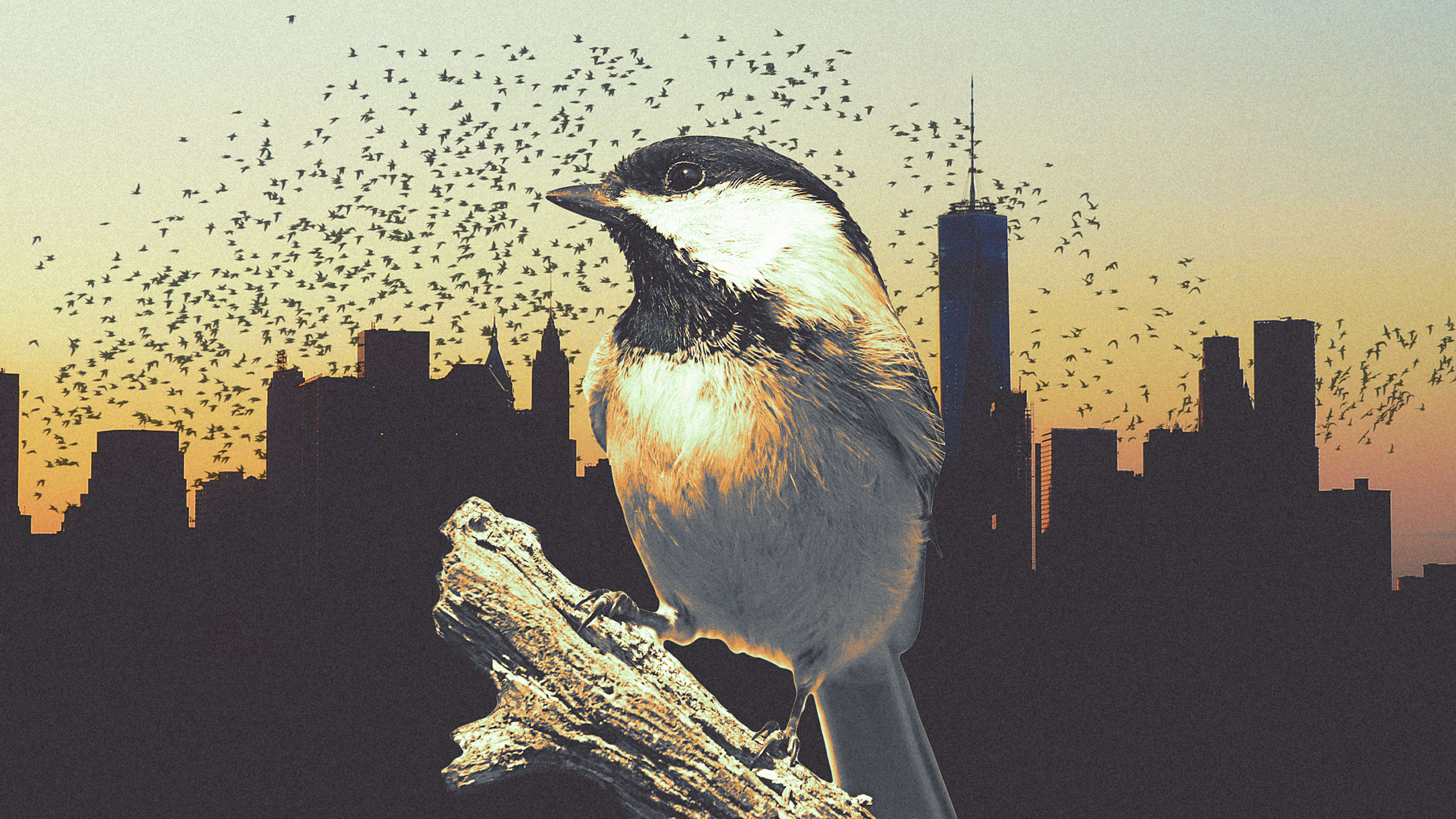 Why cities should be designed for birds