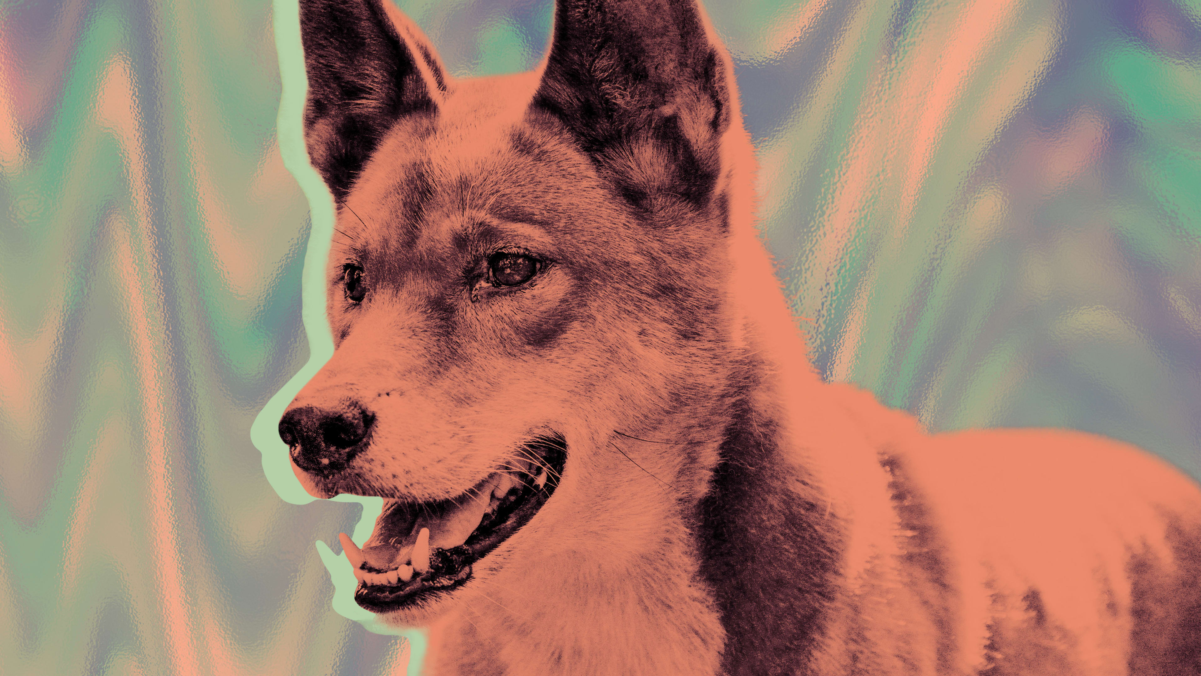 What makes your dog, a dog? Ask a dingo