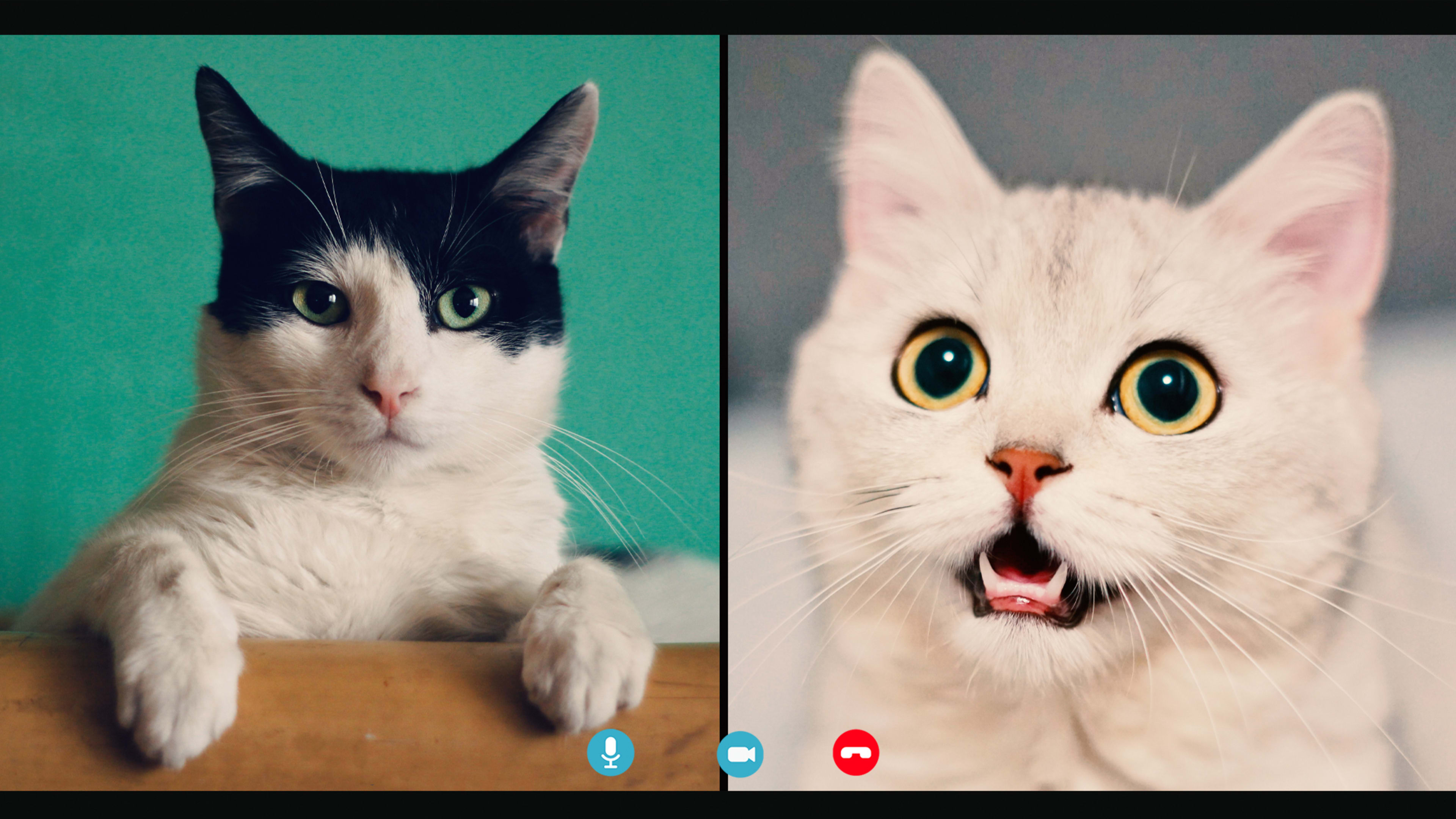 Still can’t find that lawyer’s viral cat filter for Zoom? Here’s why