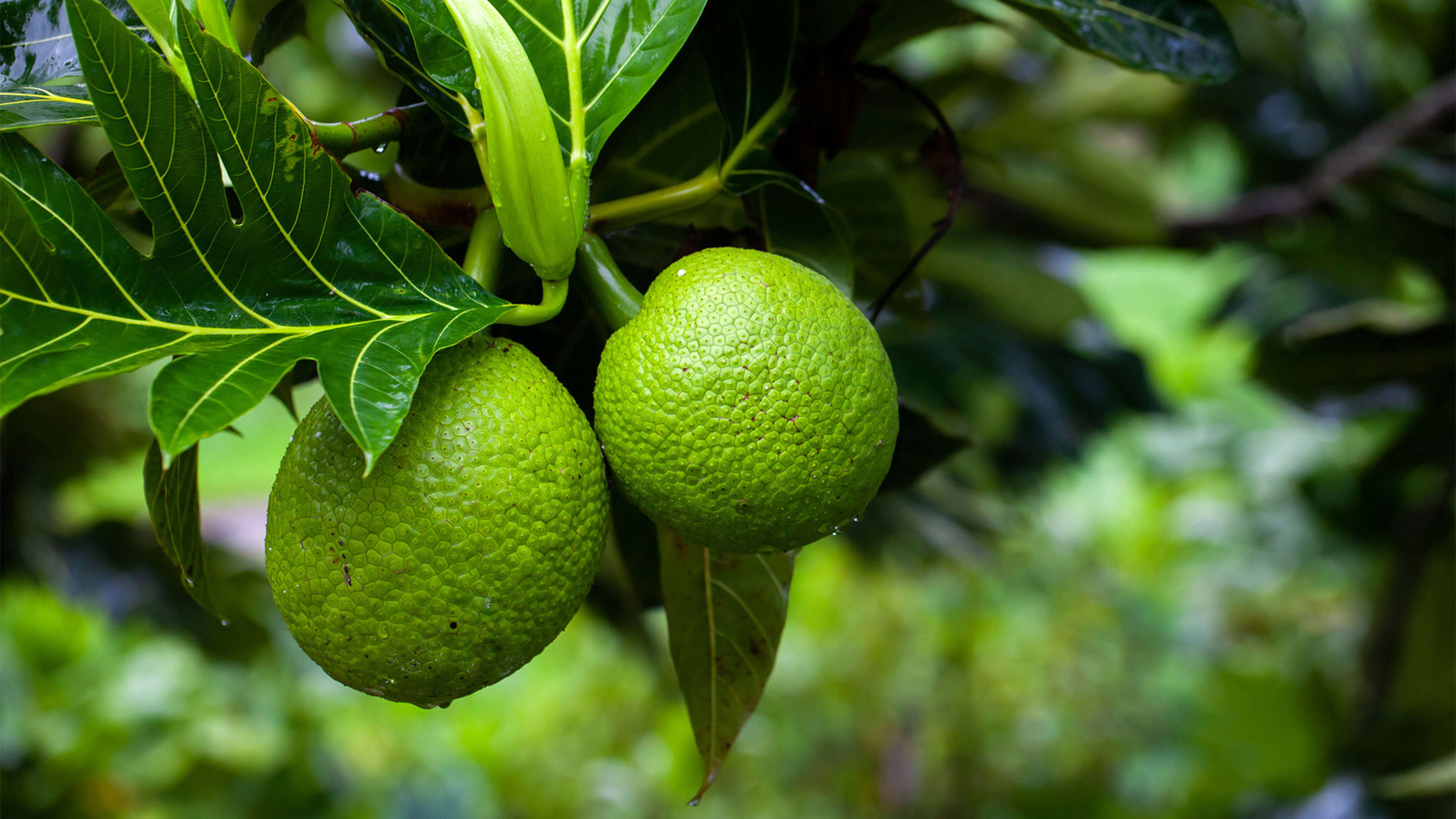 Many Americans probably haven’t eaten breadfruit. Patagonia wants to change that