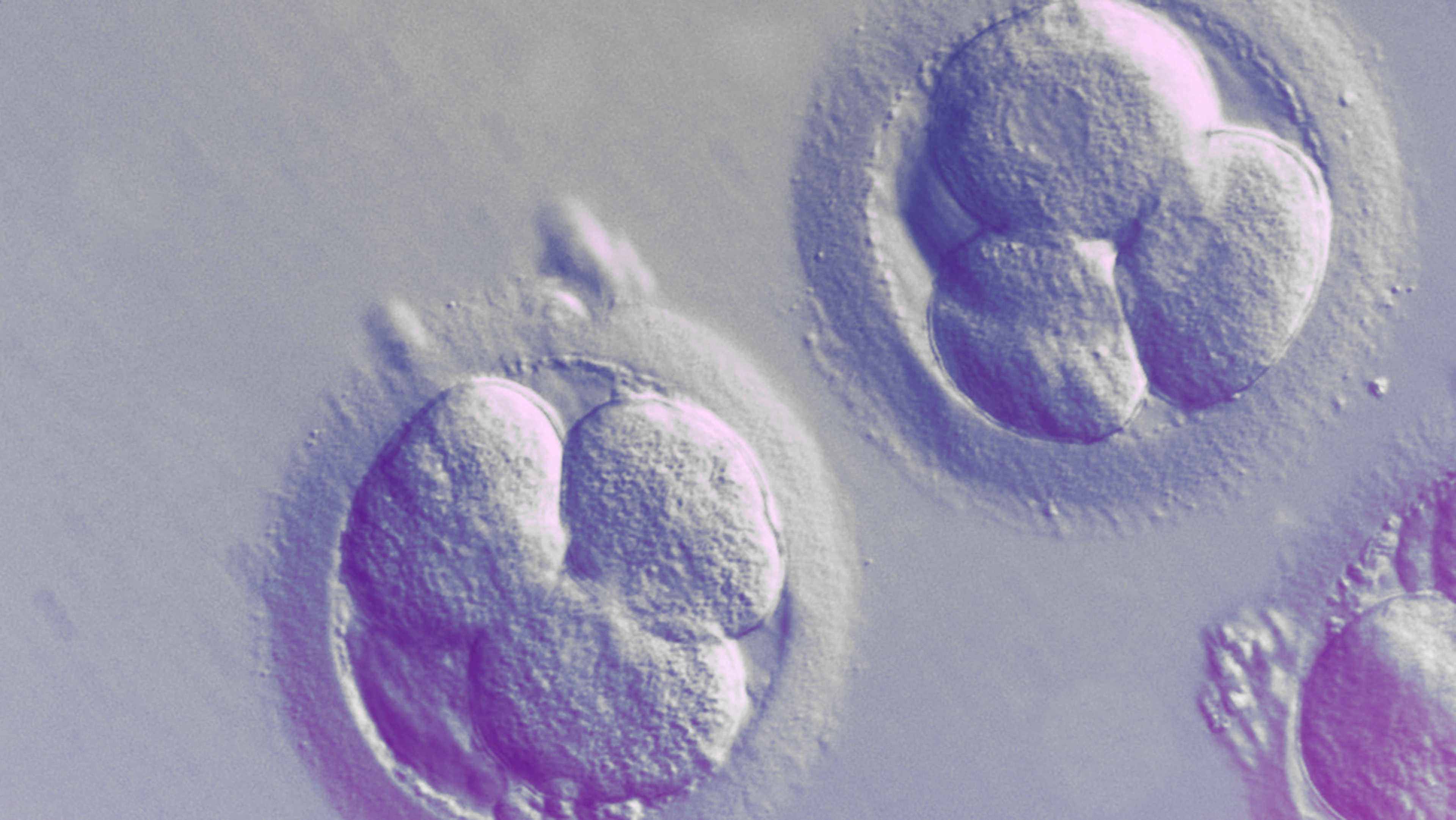 This is why scientists want to study human embryos beyond the 2-week limit