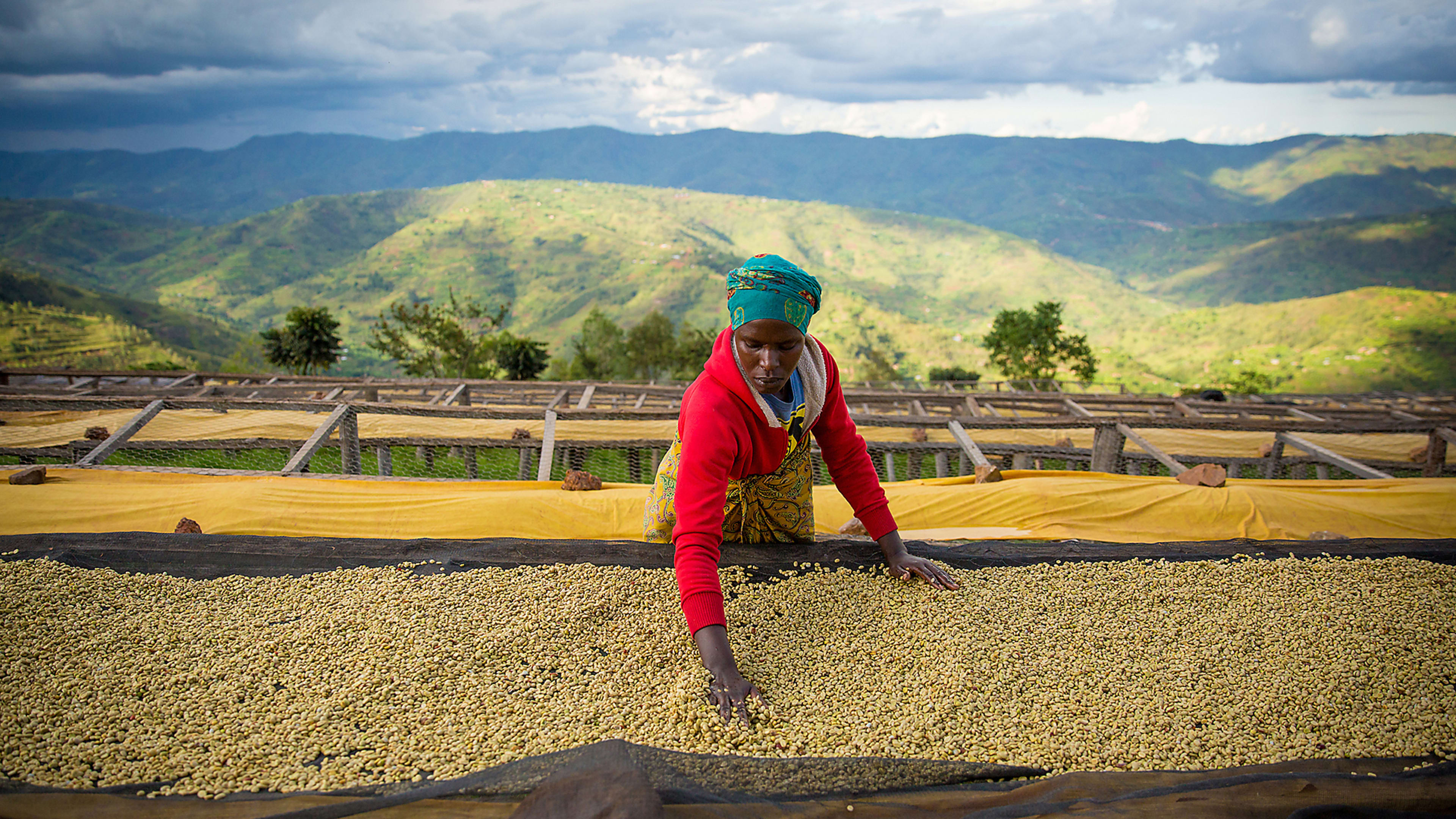 How Starbucks plans to make its coffee carbon neutral