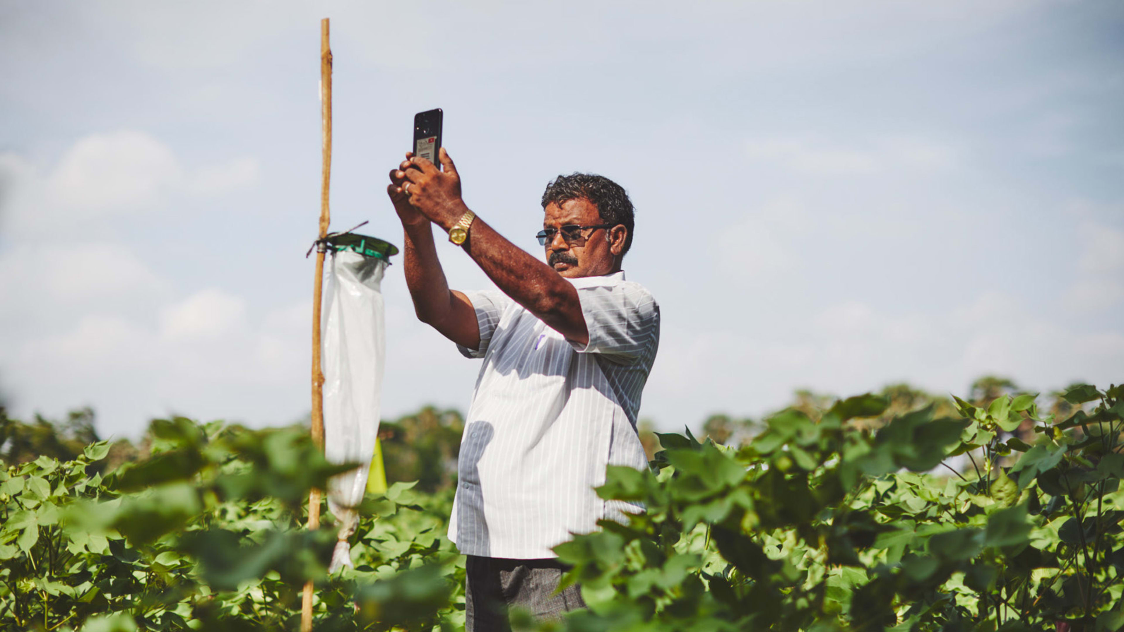 Google.org is helping deploy AI to prevent pests devastating Indian crops