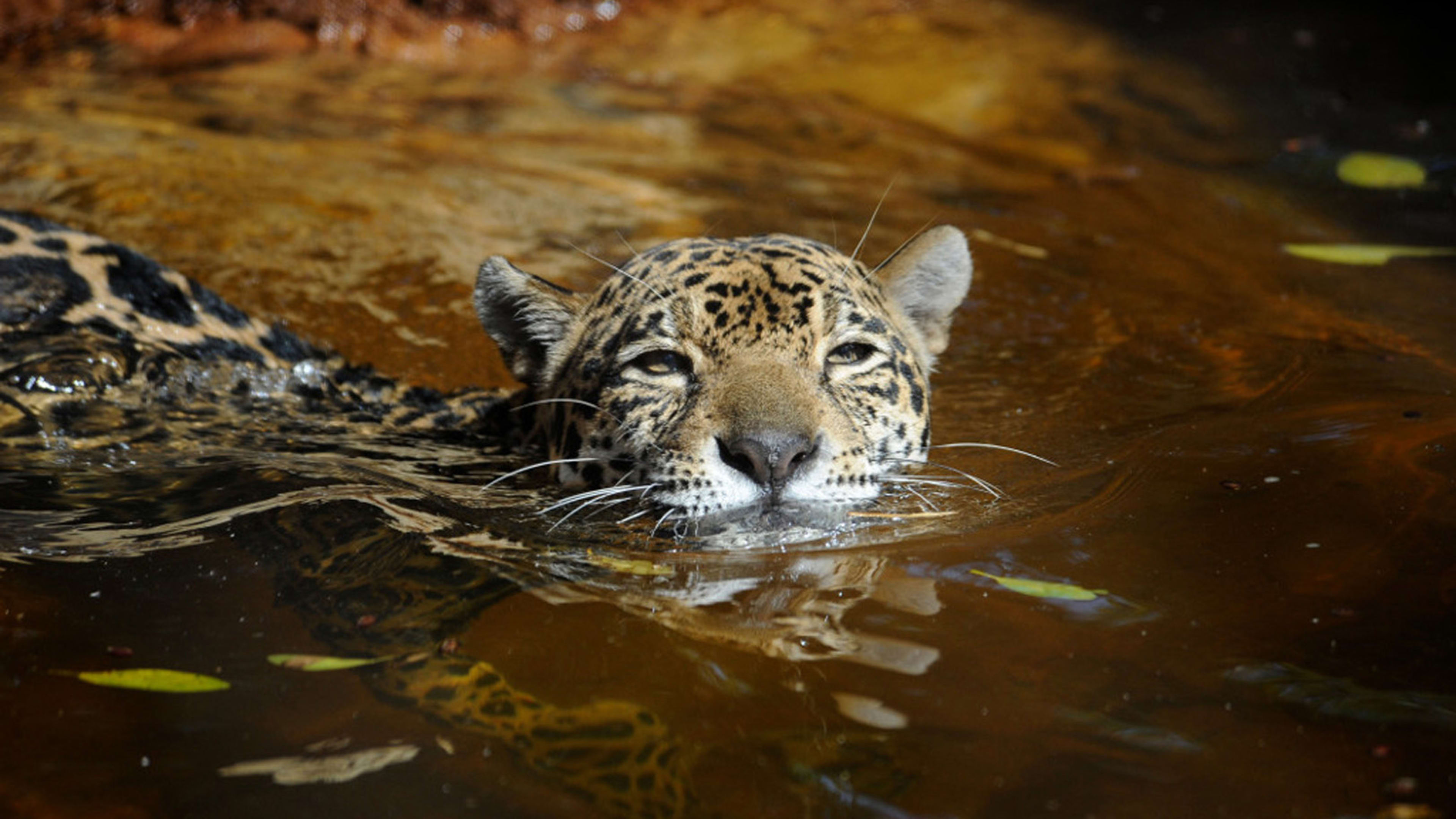 Should we bring jaguars back to the U.S.?