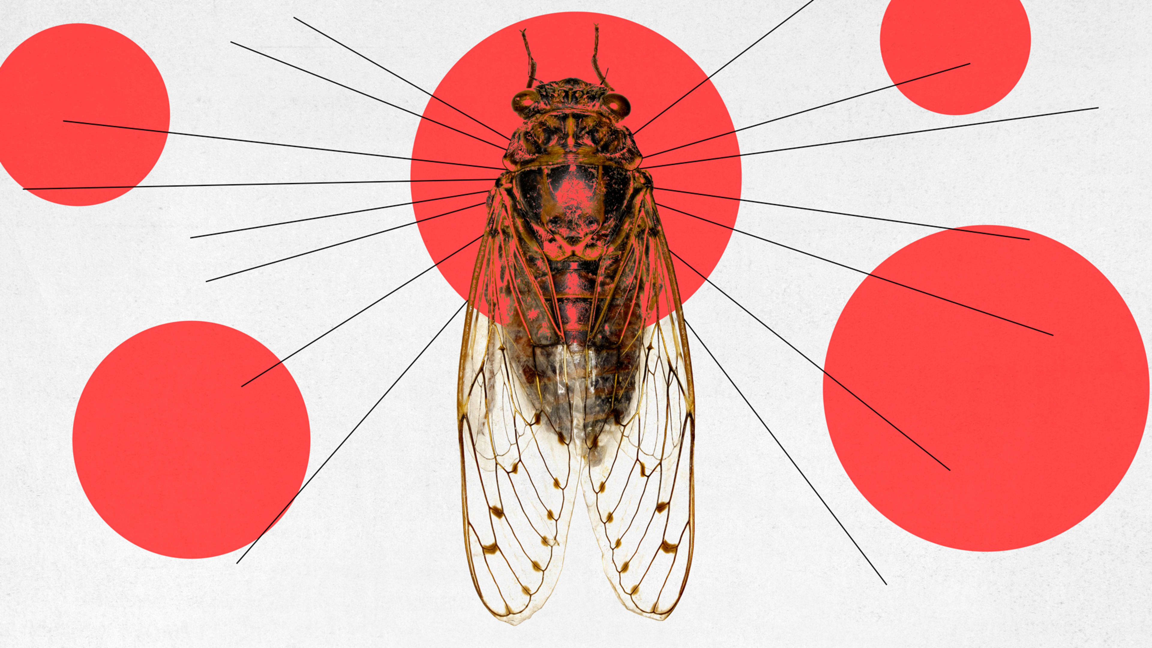 When are the Brood X cicadas coming? This map and tracker app will tell you