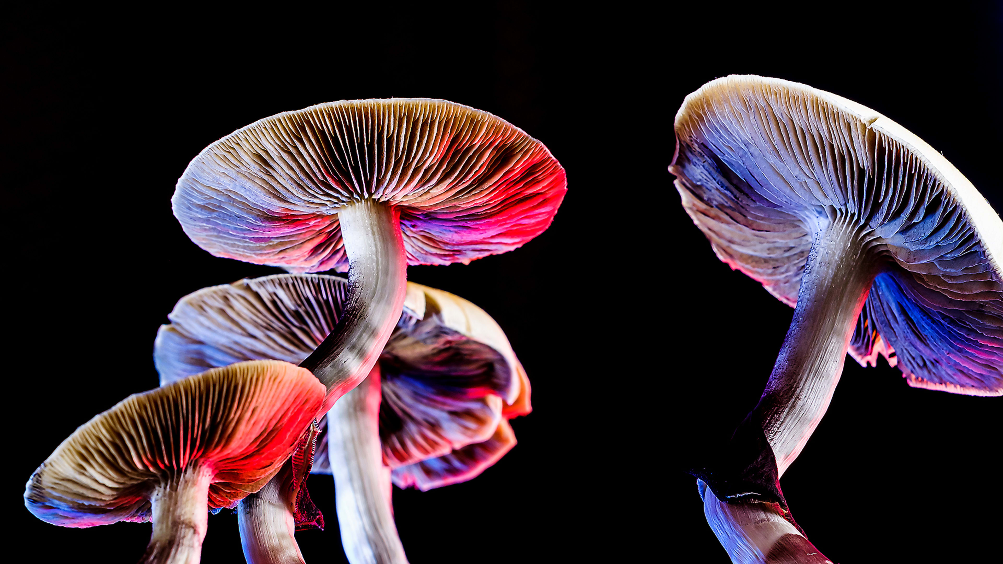 Were NetZero’s carbon-removing mushroom orbs too good to be true?