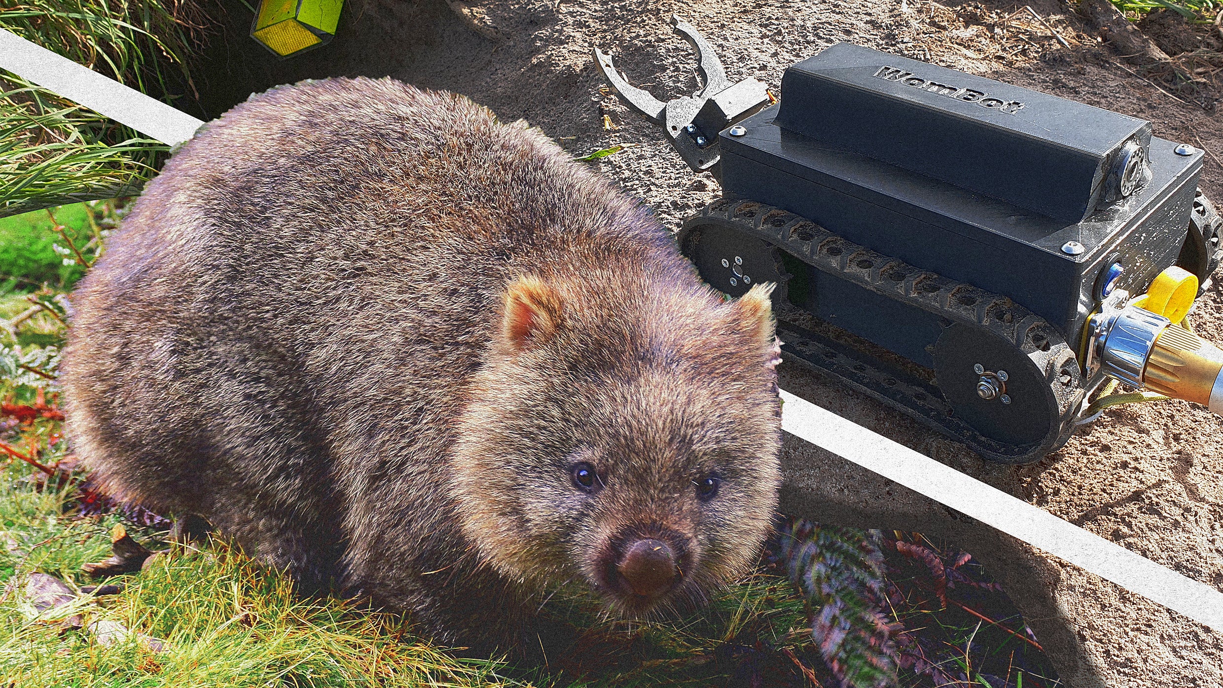Project Wombat What do scientists do when they need to explore a wombat burrow? Send ...