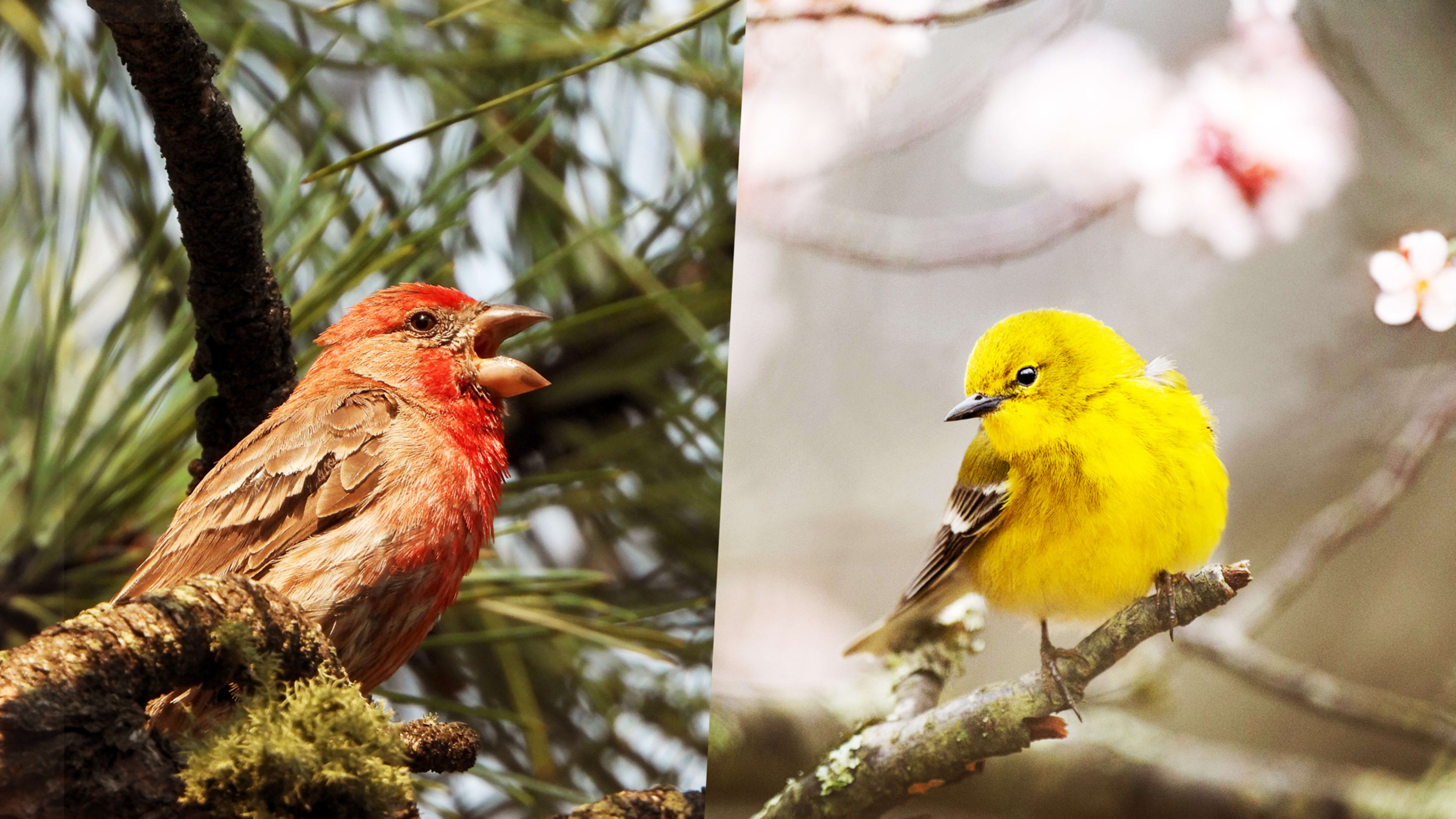 Cornell’s free birding app just added a ‘Shazam for bird songs’