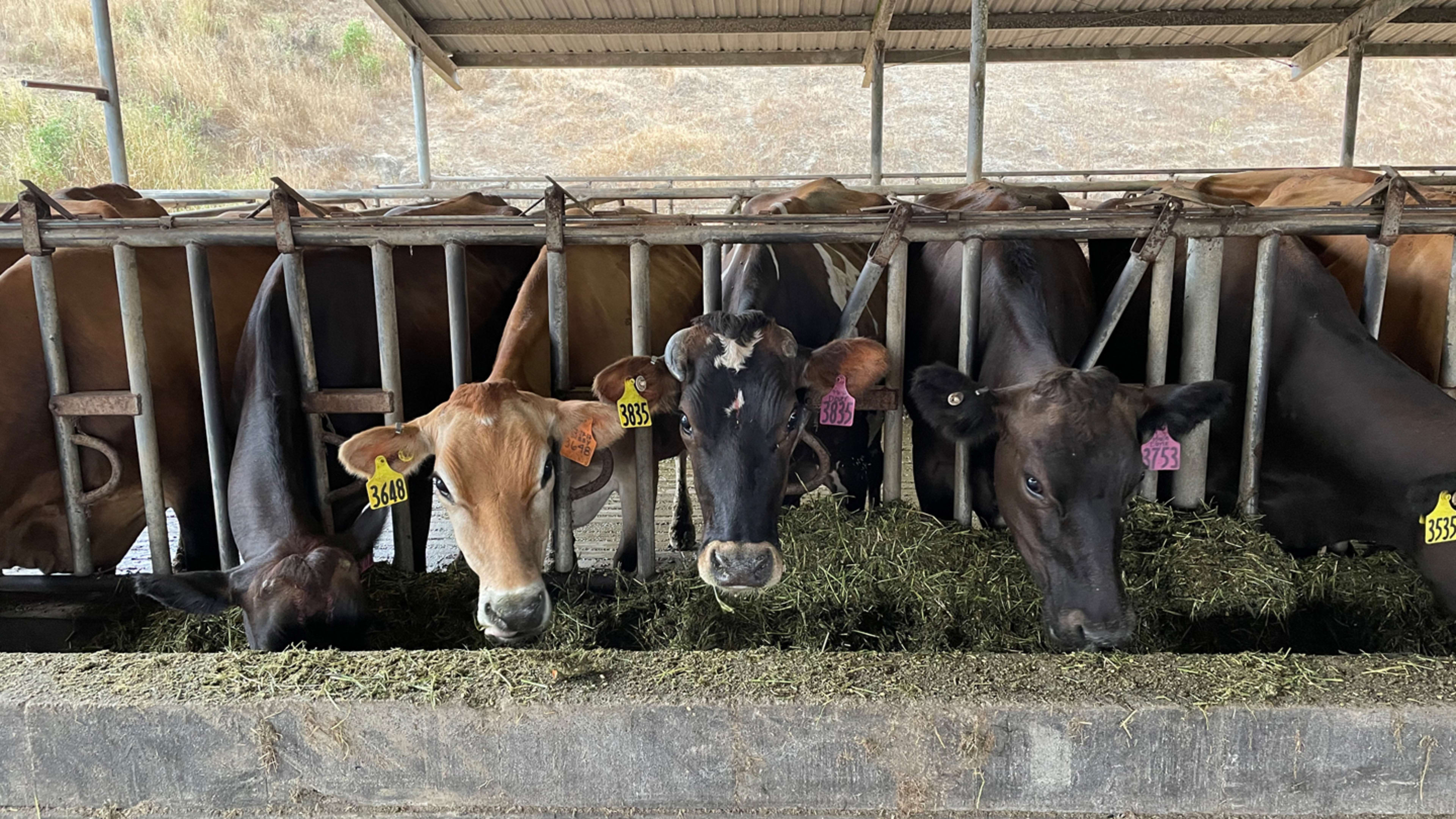 There’s a simple fix for the emissions in cow’s burps: Just give them a little seaweed