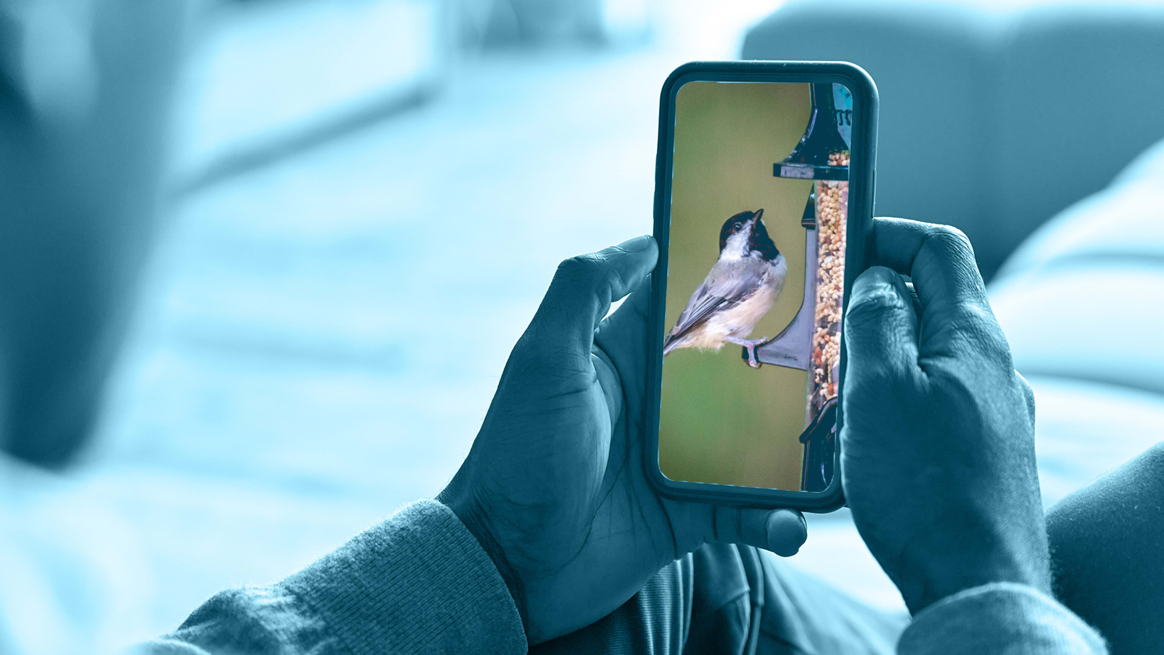 This camera uses AI to automatically identify the birds in your yard