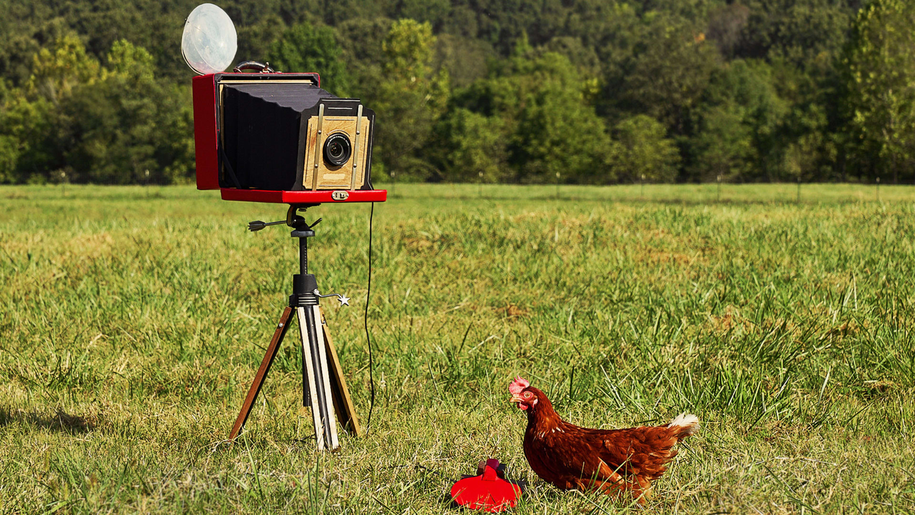 This egg company got actual hens to shoot its newest ad campaign