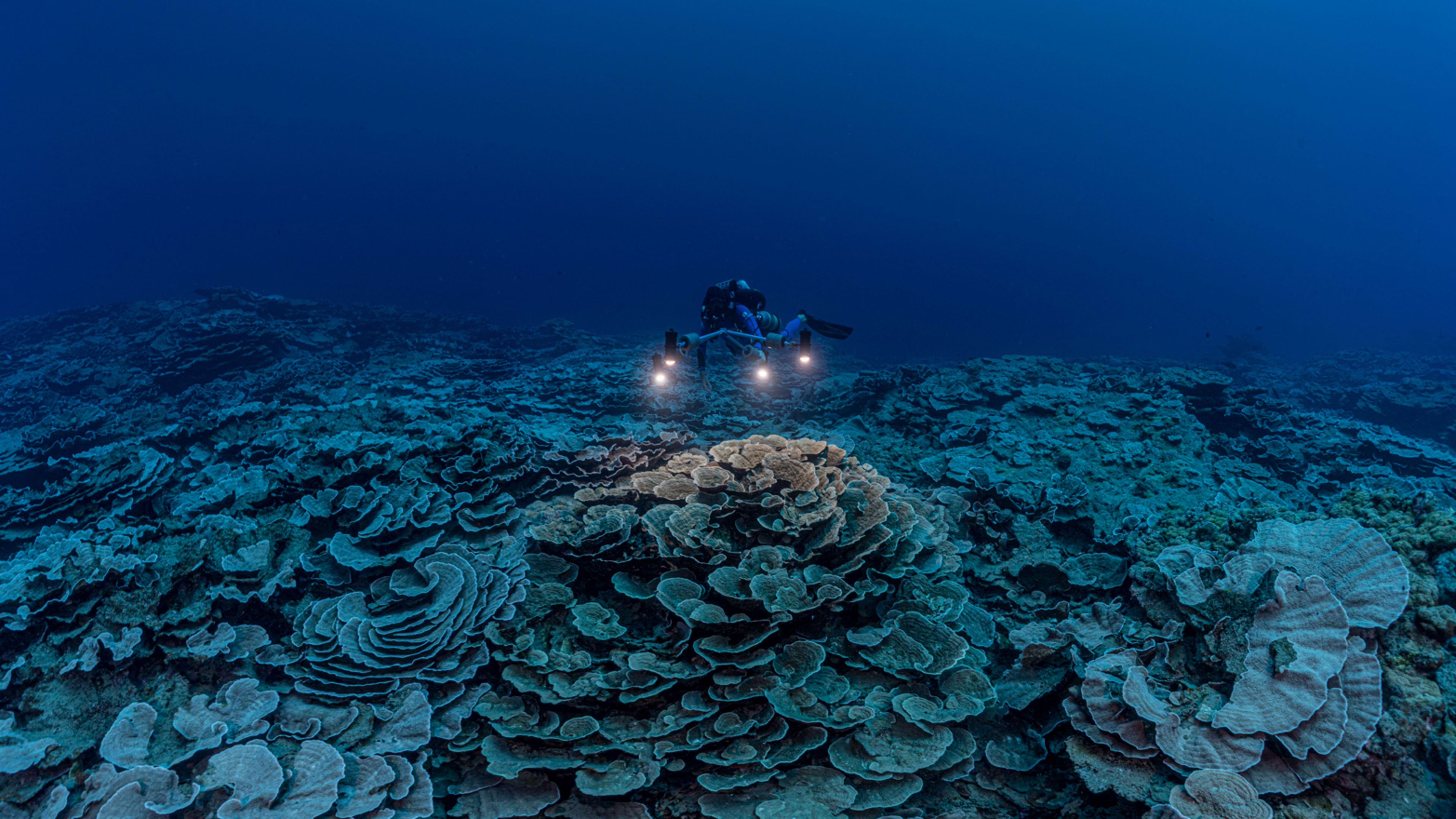 See the giant, pristine coral reef that explorers found deep in the ocean’s ‘twilight zone’