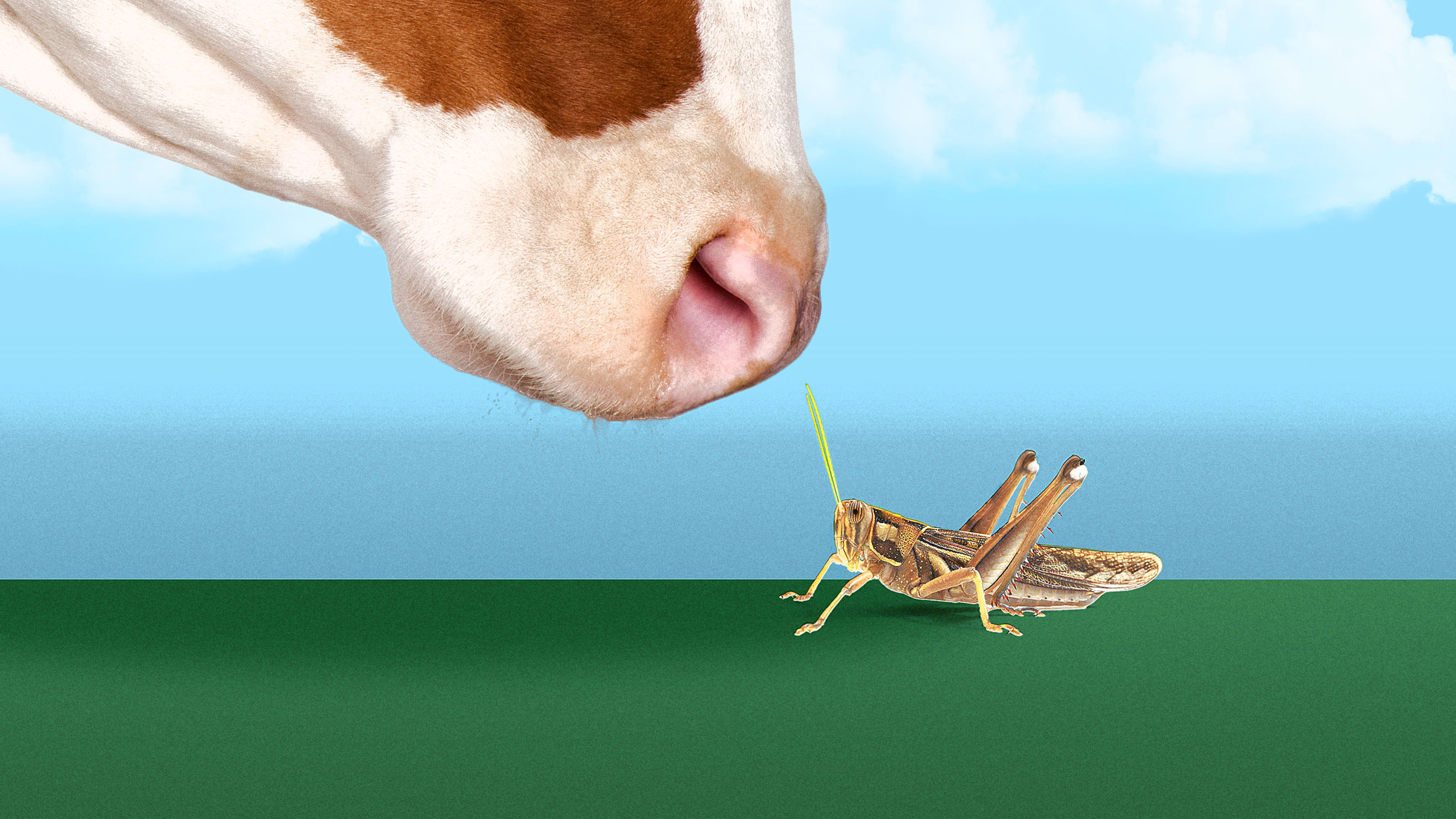 If people won’t eat bugs, maybe cows will?