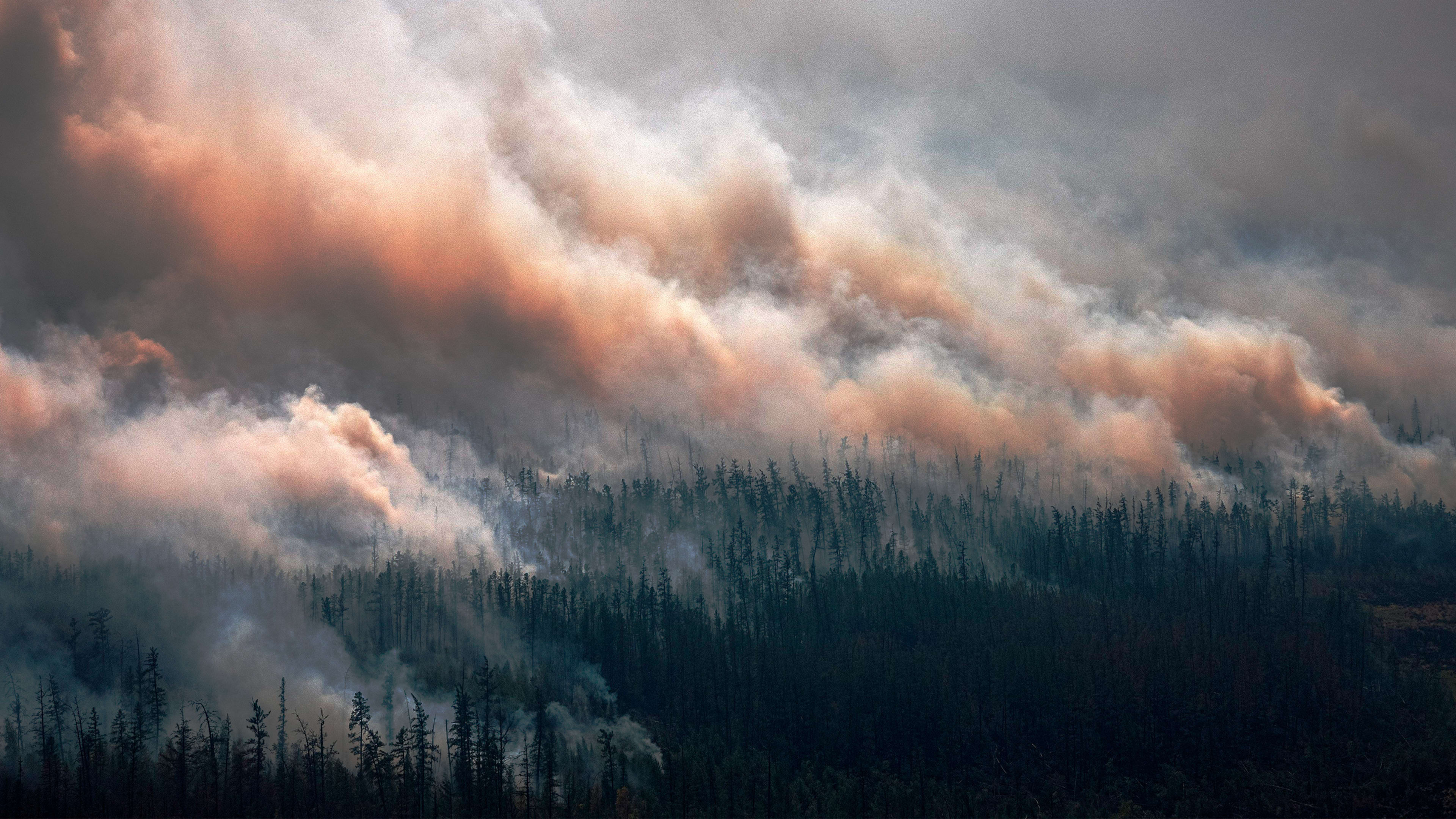 Forest fires are burning twice the amount of tree cover they did just 20 years ago