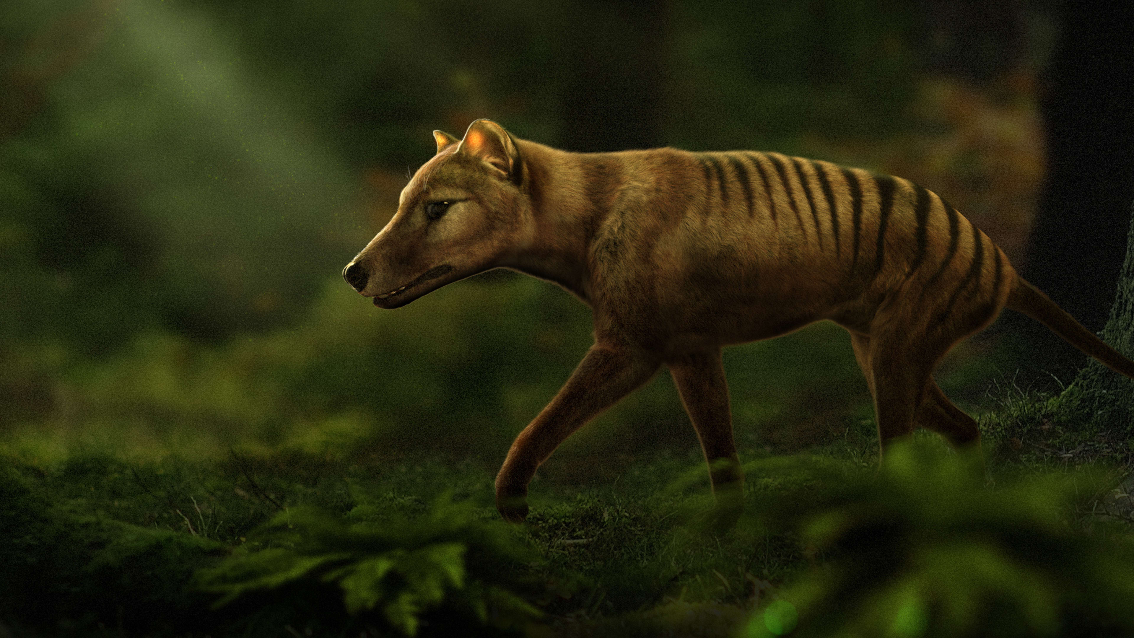 This company is using gene editing to bring the Tasmanian tiger back from extinction