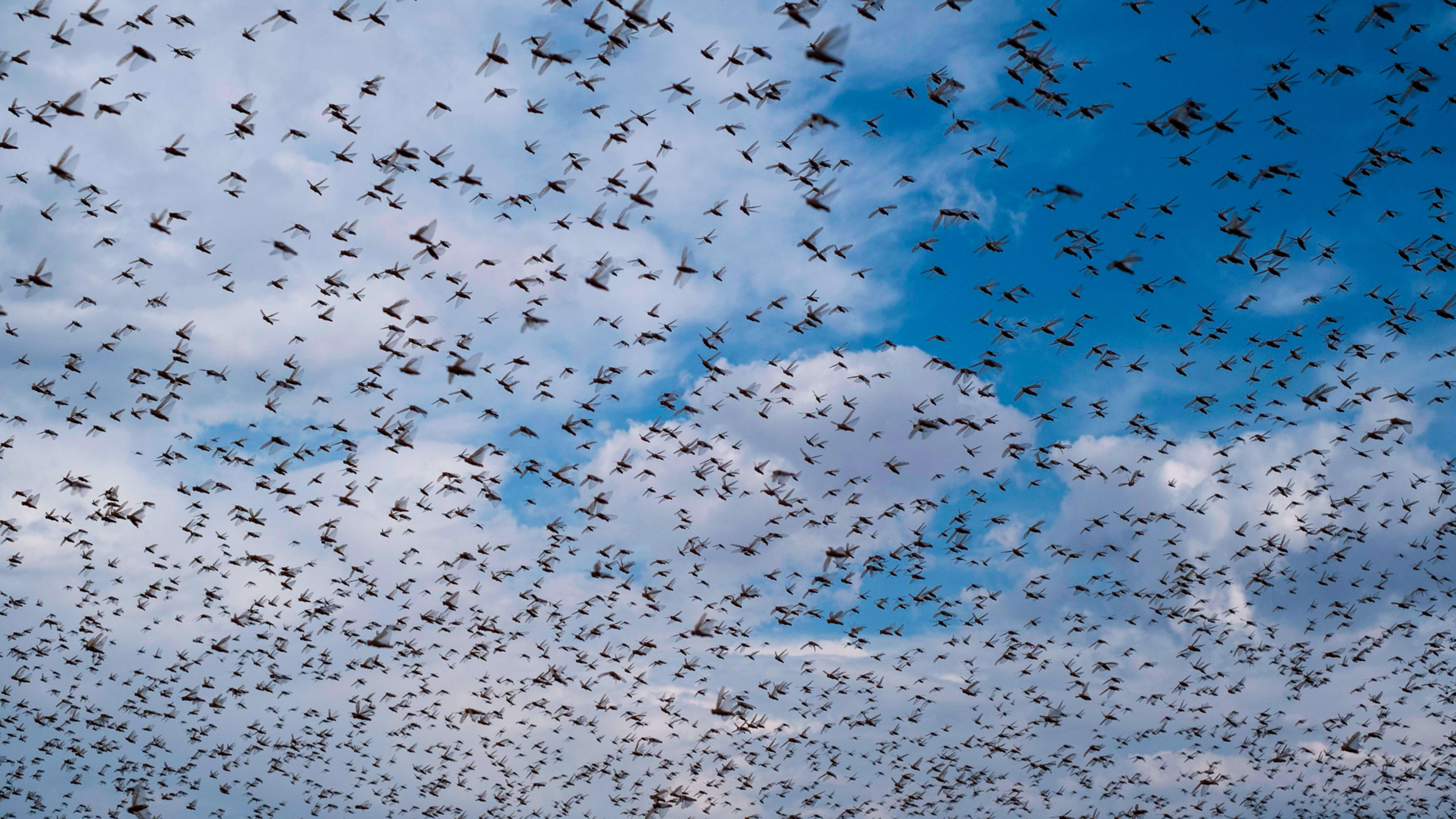 Inside the new software used to curb South African locust swarms