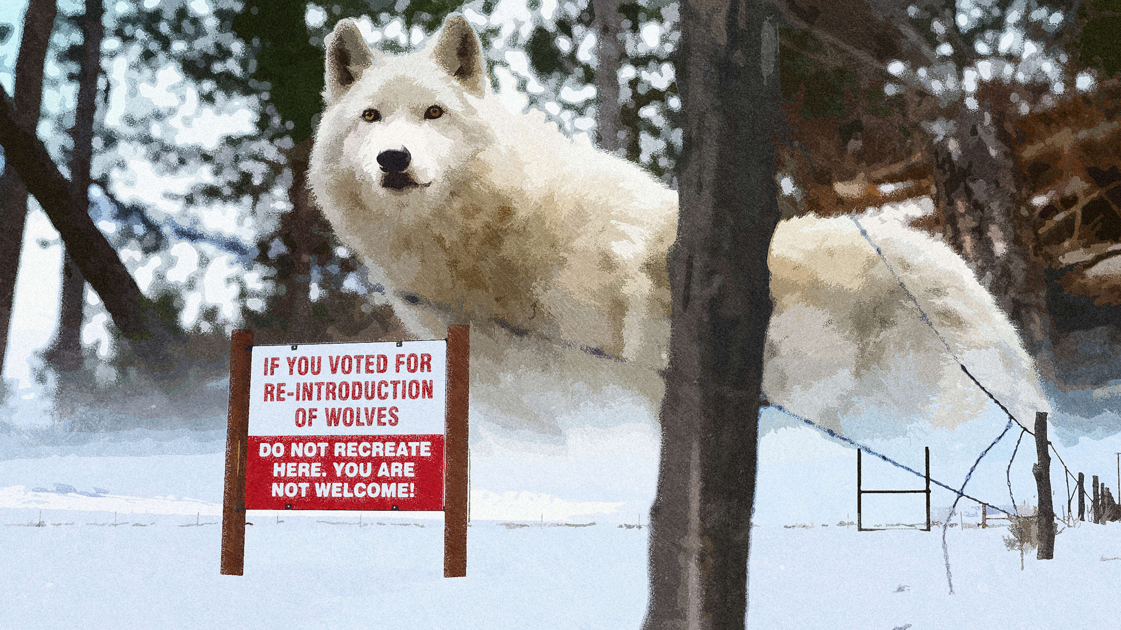 Wolves And Humans: Understanding A Complex Relationship - t51tx1g