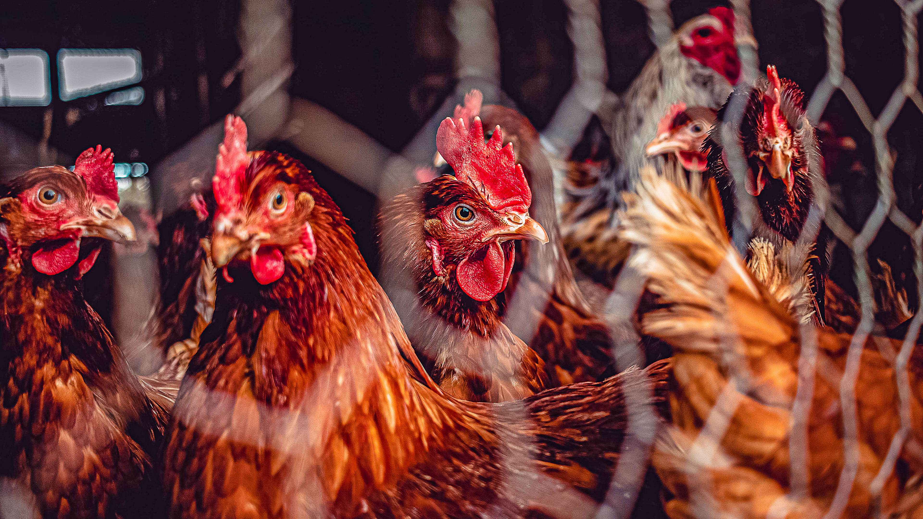Avian flu outbreak: Symptoms, vaccines, and what’s being done to curb the spread