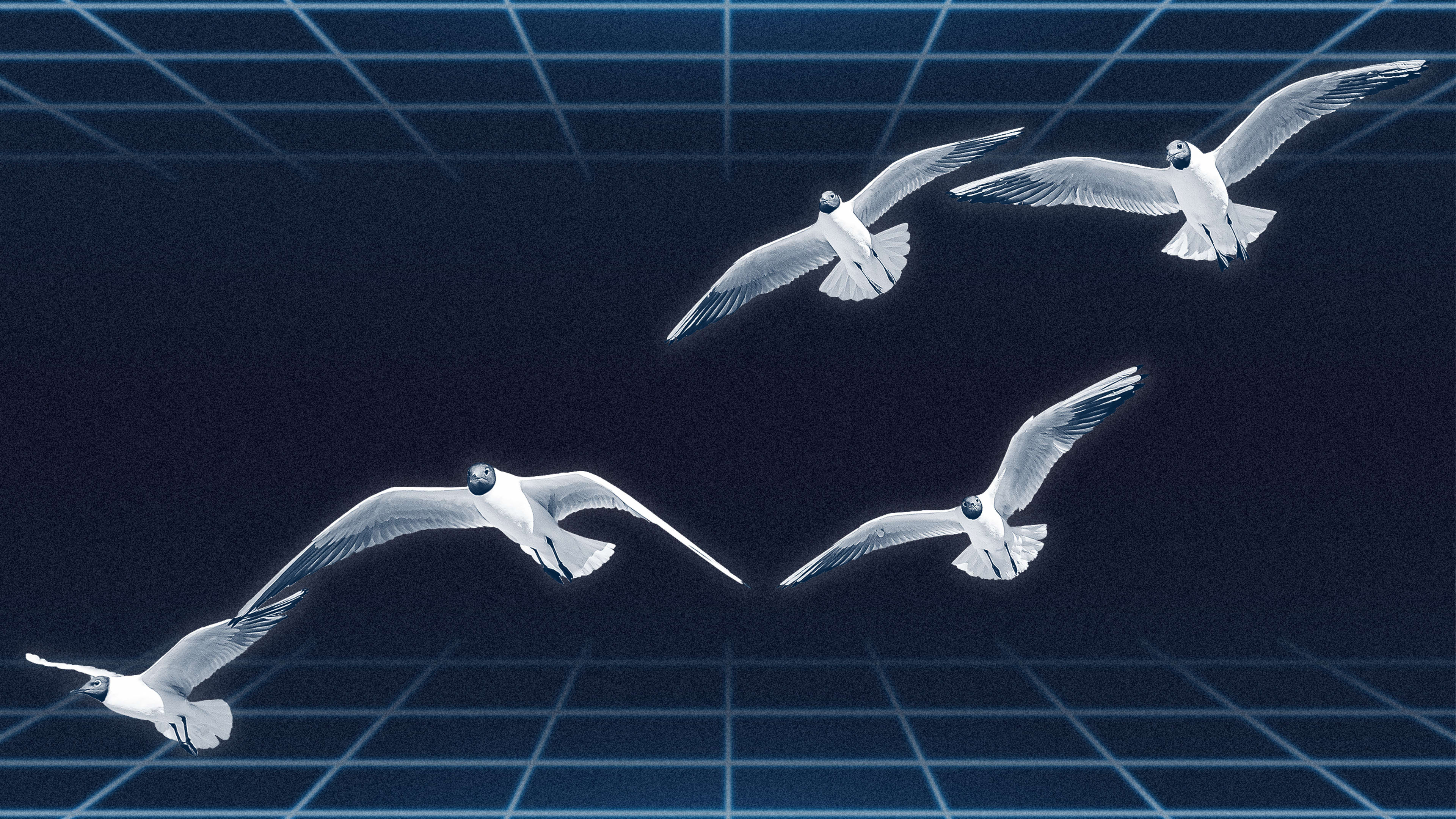 Computer scientists say seagull algorithms could hide the secret to greener cloud computing