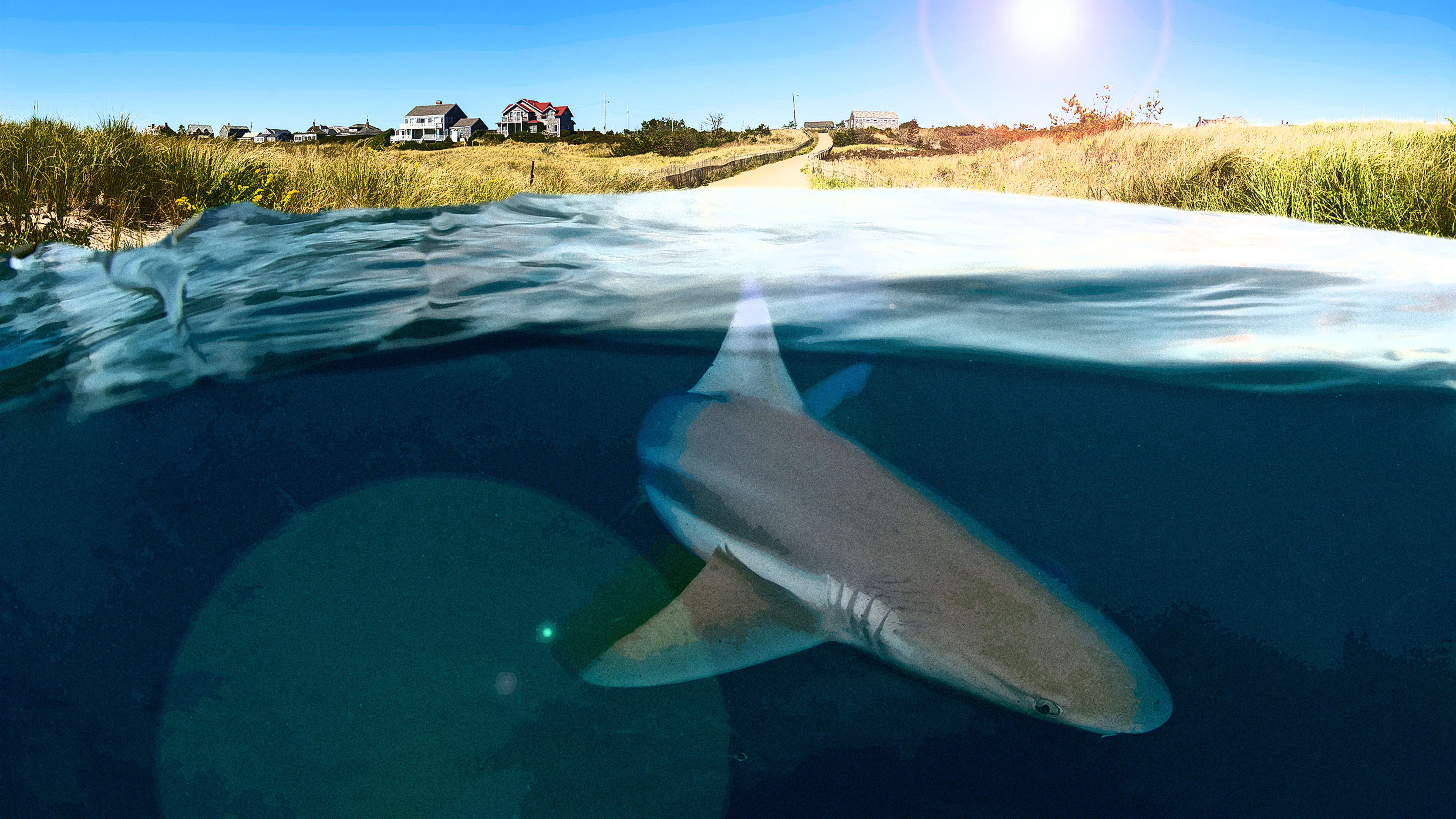 Shark sightings are on the rise at Northeast beaches. Here’s how climate change plays a part
