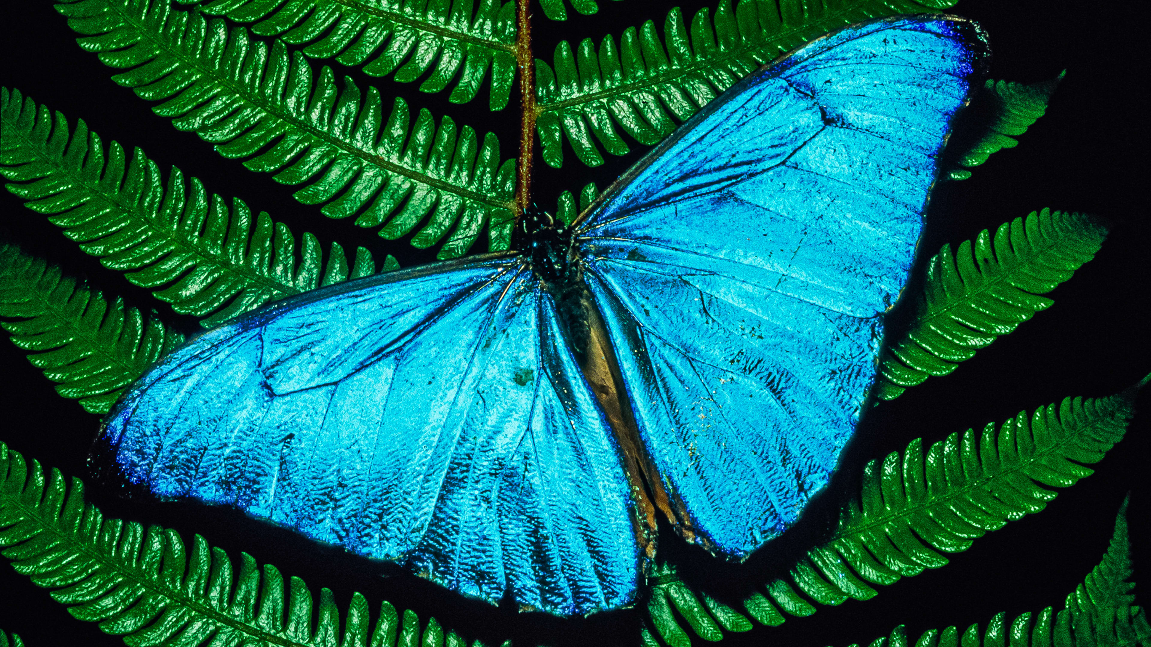 This butterfly-inspired paint could keep your car cool