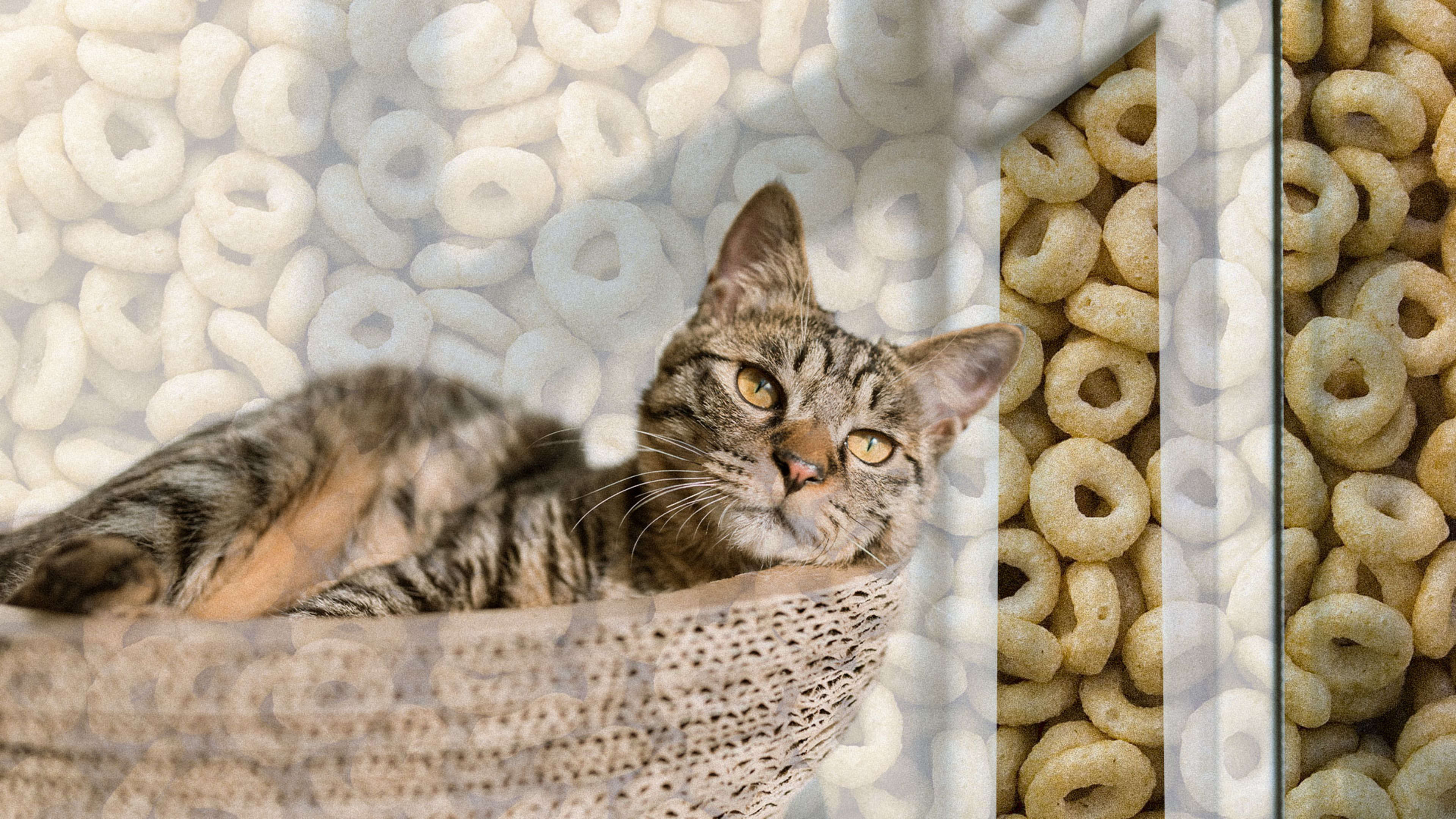 Why cereal giant General Mills is increasingly cozying up to your pampered pets