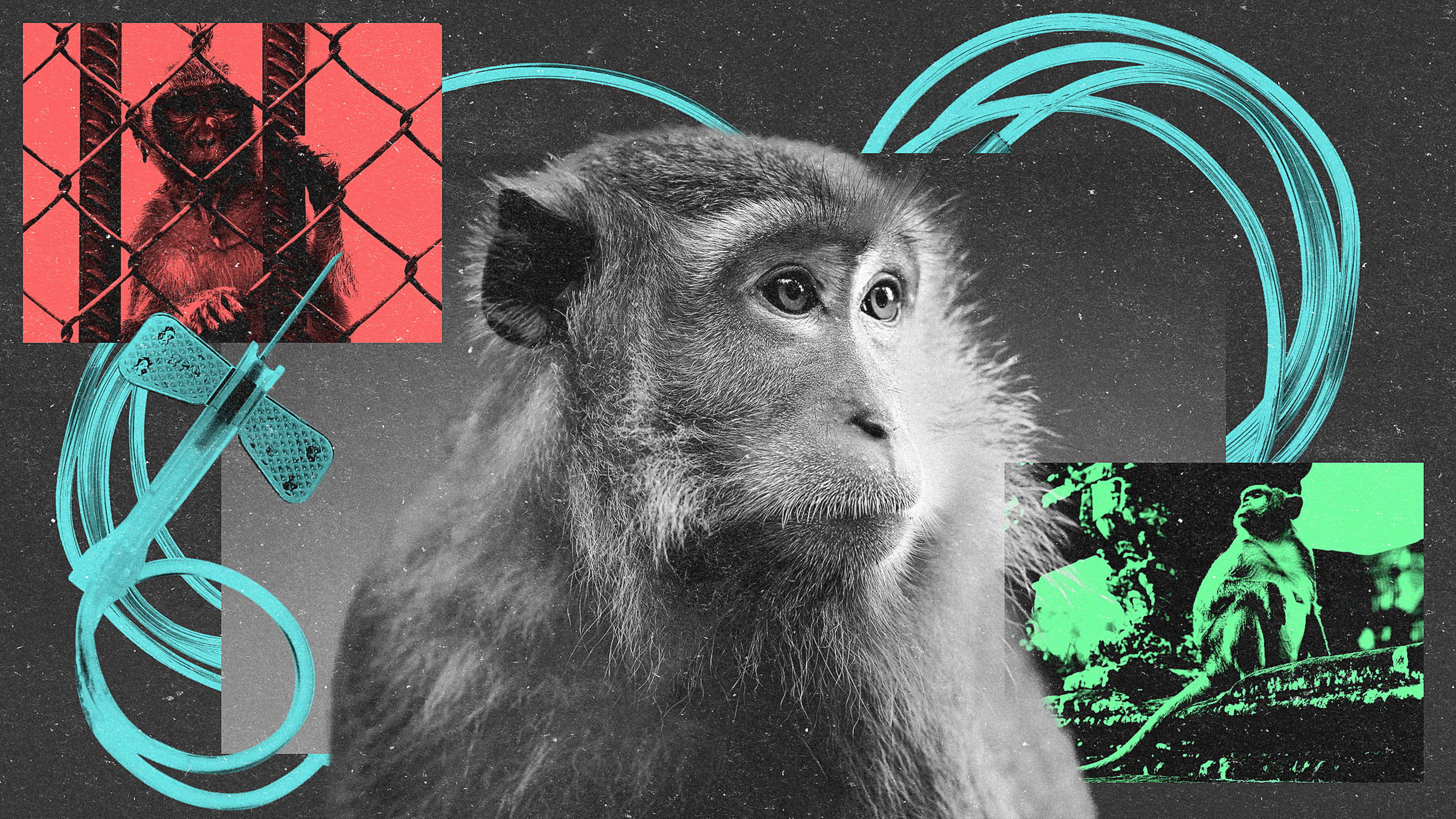 Why Big Pharma keeps testing drugs on long-tailed macaques
