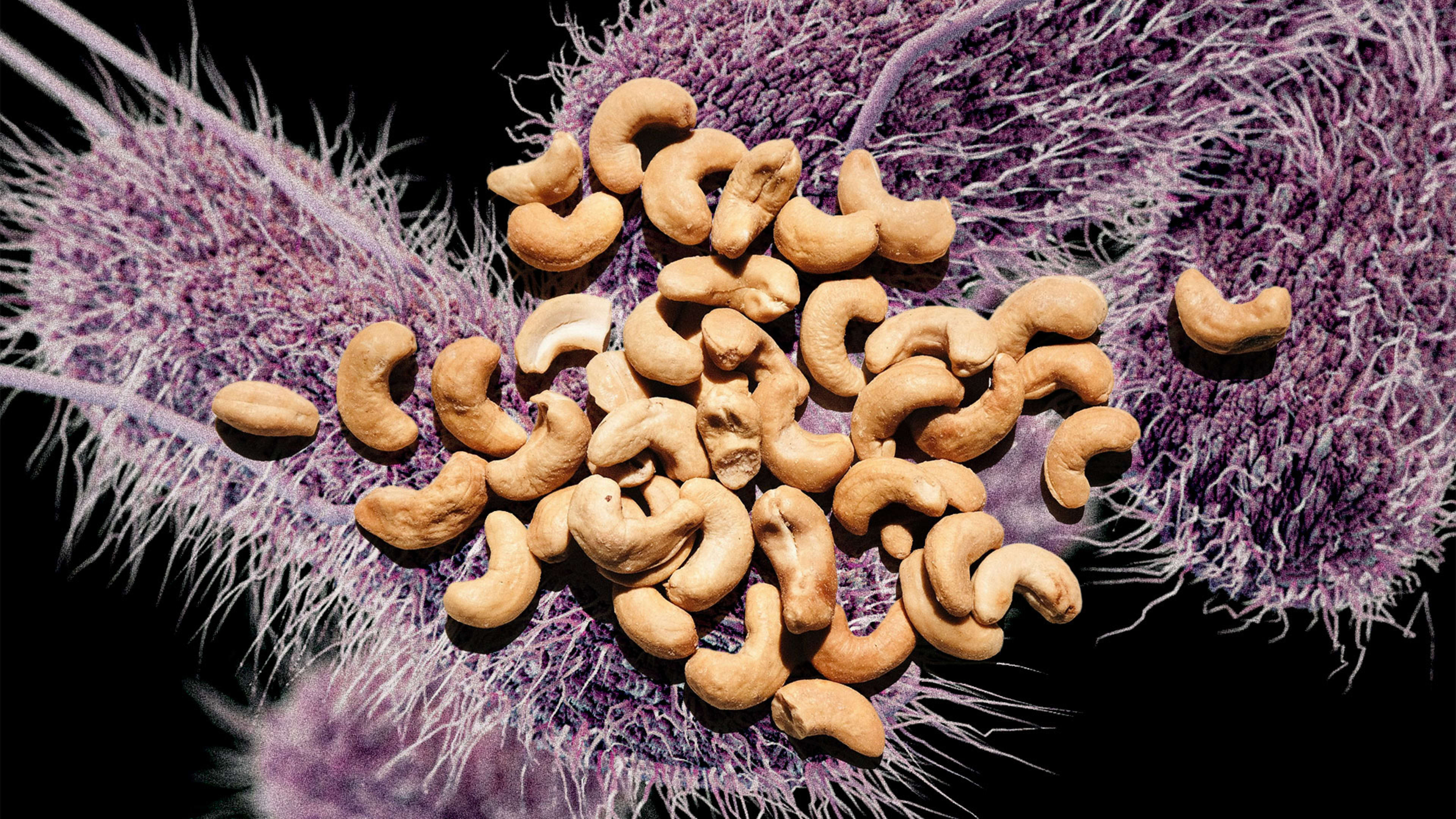 Trader Joe’s Nuts recall: Salmonella fears impact cashews as 2024 list of recalled items grows