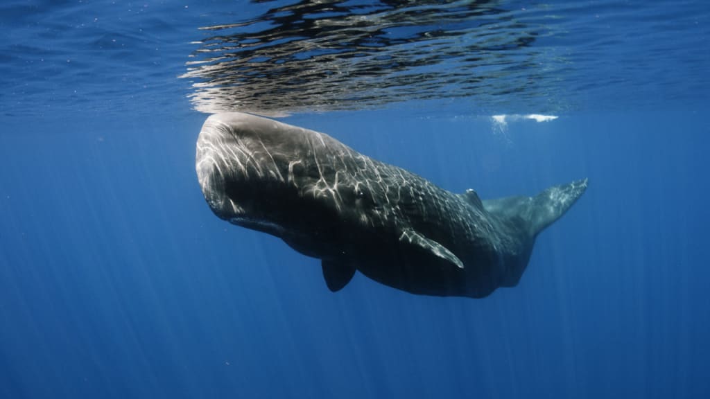 Making Perfume More Sustainable With A Little Synthetic Whale Vomit ...