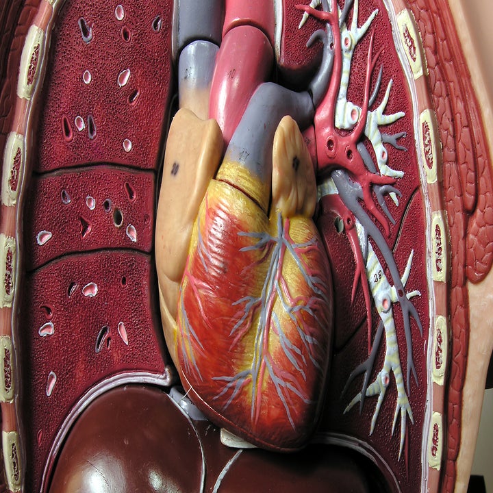 A 3-D Printer Will Soon Print You New Organs - Fast Company