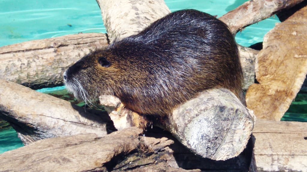 Louisiana’s Giant, Terrifying Swamp Rats Set To Invade Rest of America ...