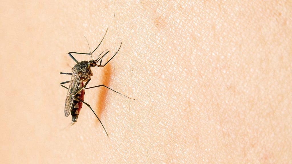 Mosquitoes Hate Victoria's Secret Bombshell Perfume Almost As Much As