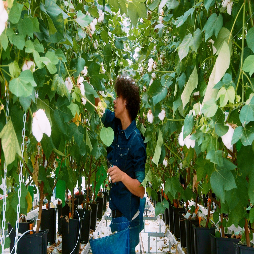 g-star-raw-is-growing-jeans-in-a-greenhouse-fast-company