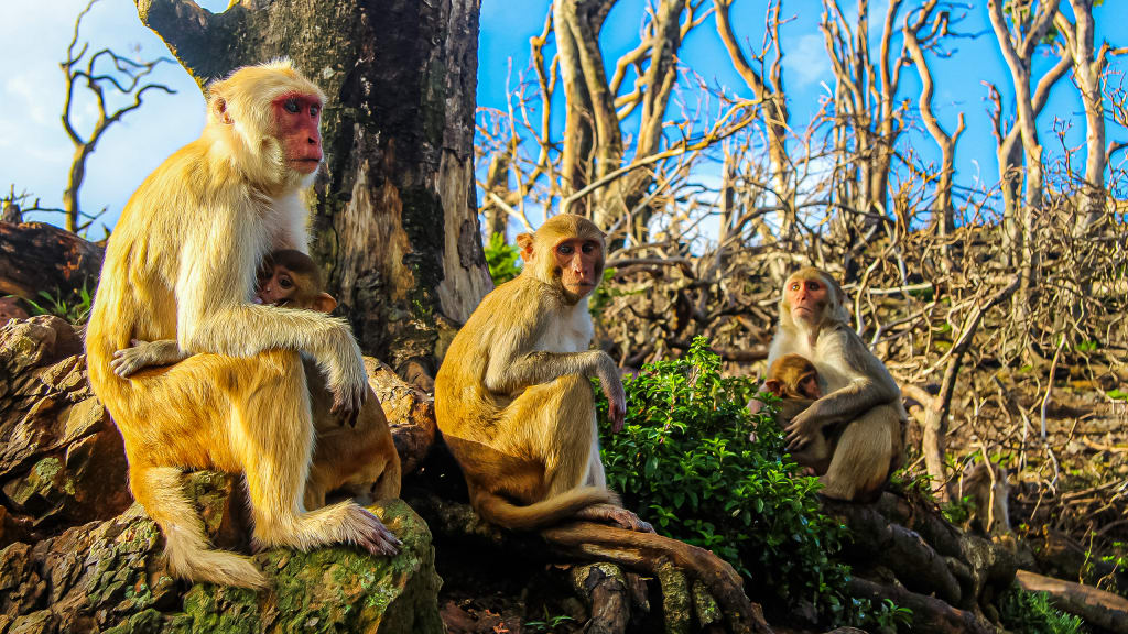 Puerto Rico’s ‘Monkey Island’ was destroyed by a hurricane. Researchers were shocked by how the primates responded