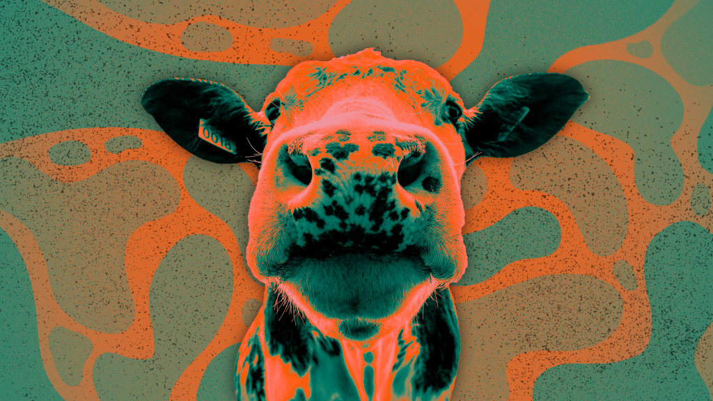 America’s dairy cows could soon have a less toxic effect on the climate