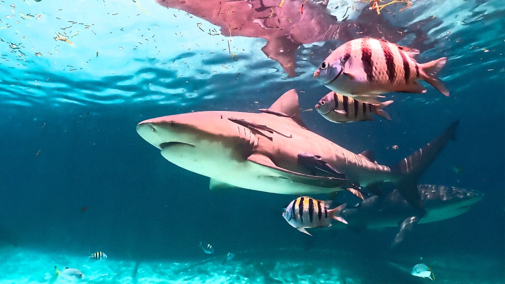 As the planet warms, baby bull sharks are thriving - Fast Company