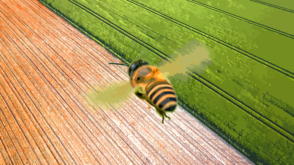 Why are insect pollinators declining? An entomology expert explains