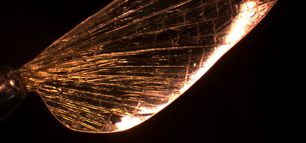 Insect-inspired Material That Could Solve Our Plastic Problem - Fast ...