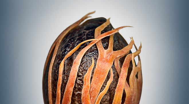 These Crazy Close-Ups Of Seeds Reveal The Infinite Complexity Of Life ...