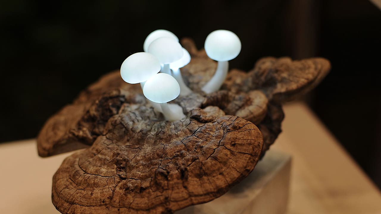 Use These Magic Mushrooms To Light Up Your Desk - Fast Company