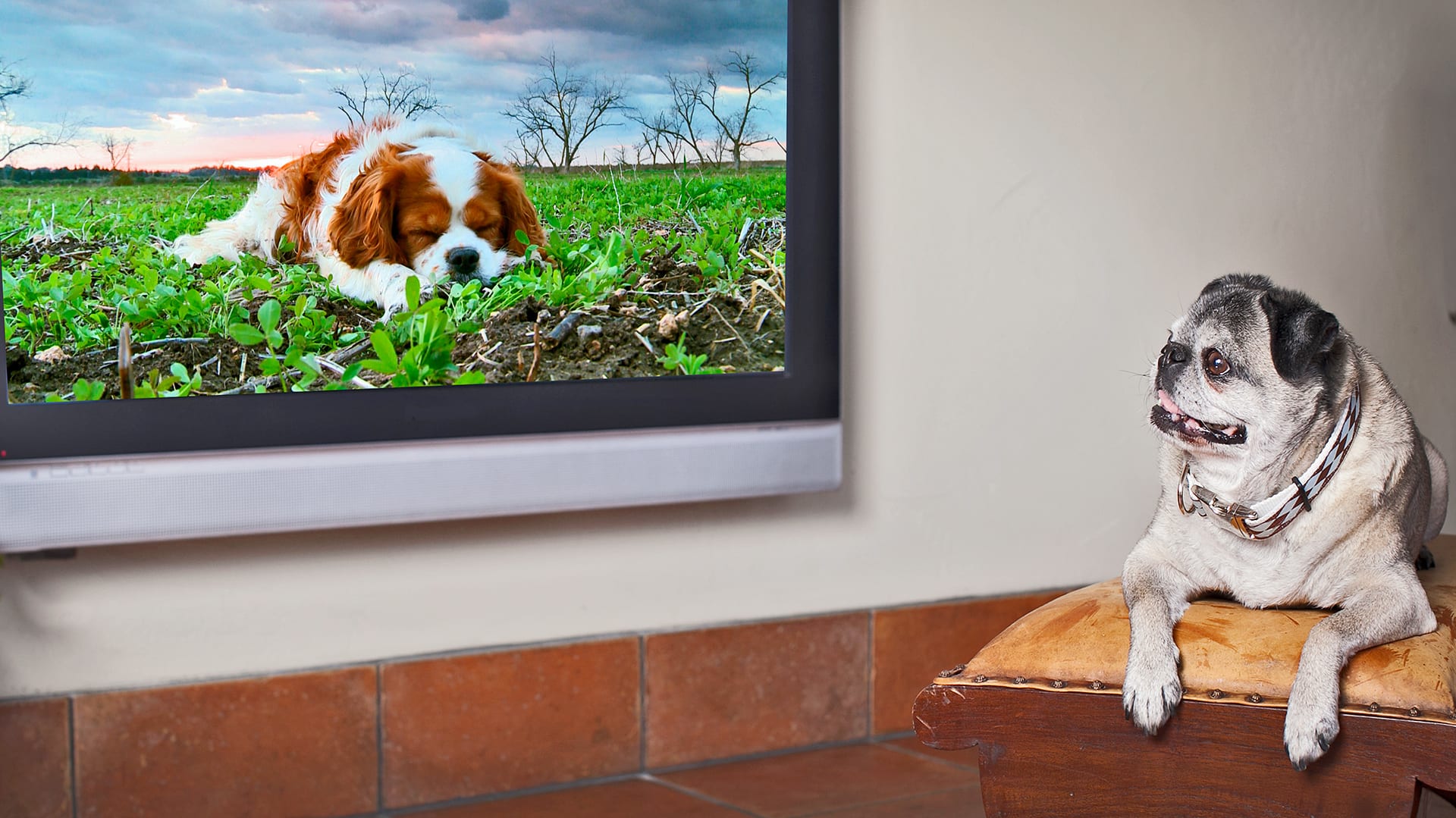 Dog tv channel deals on spectrum