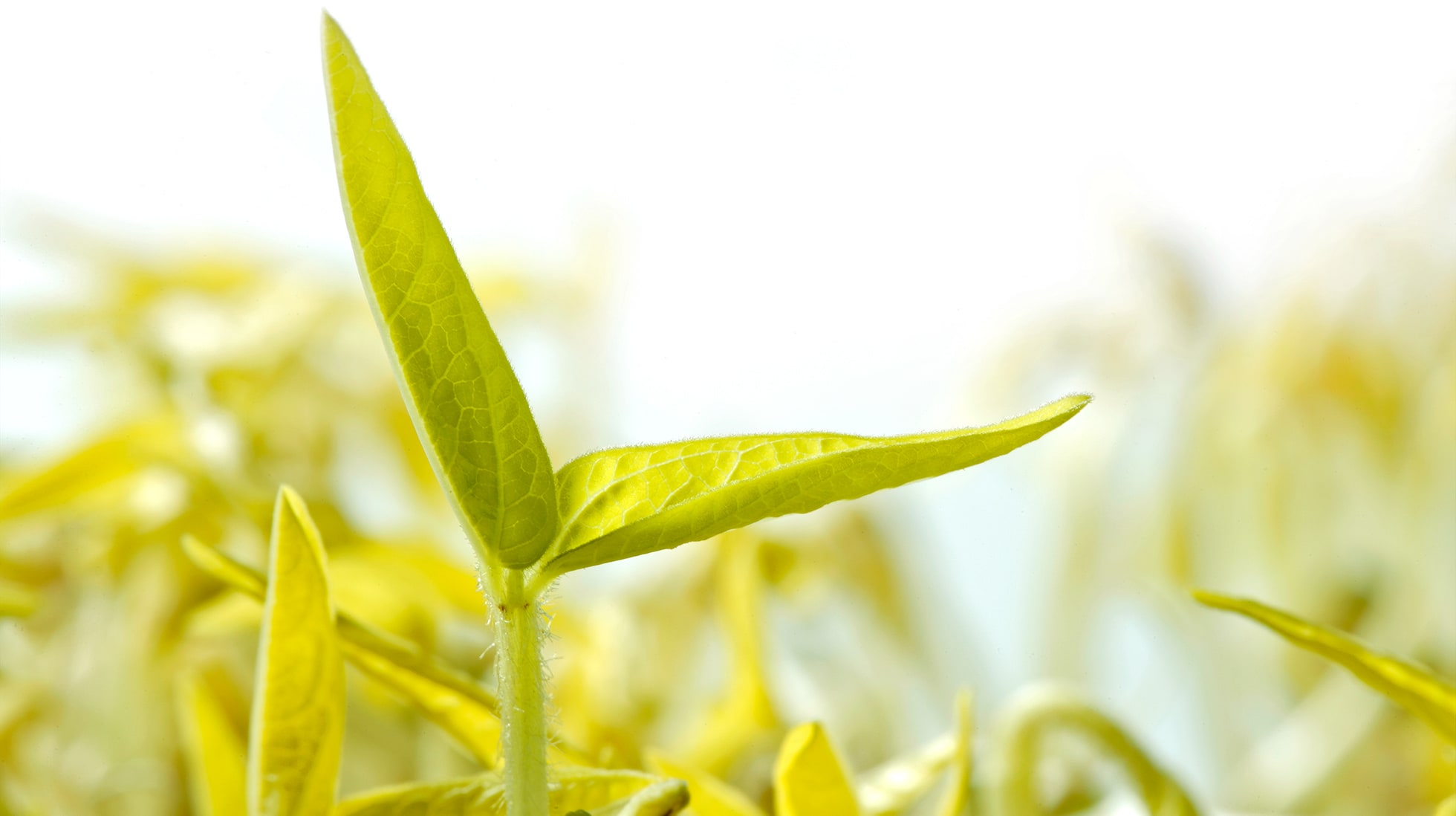 How Farm-To-Table Restaurant Chain Tender Greens Sprouts 