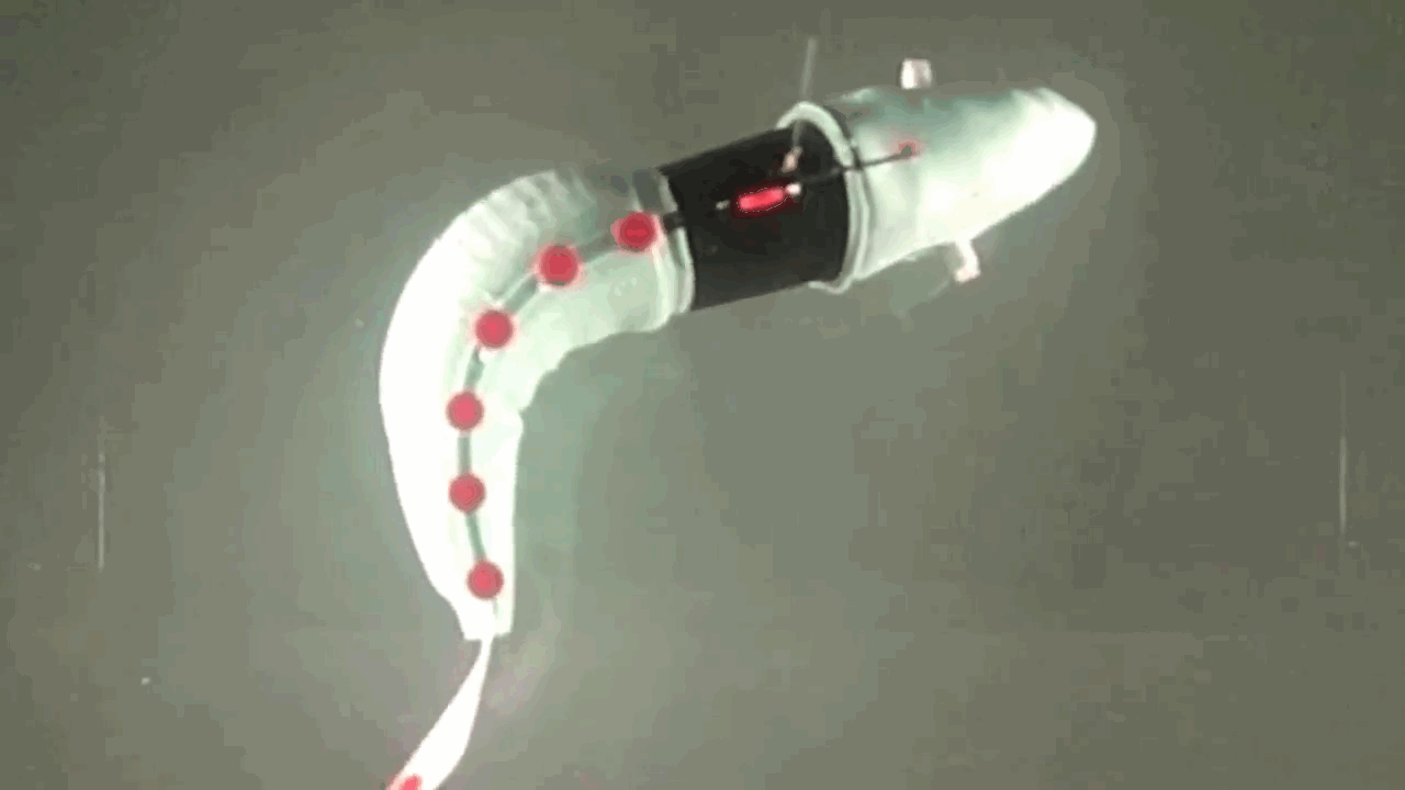 Techbro Fish Meet The Latest, Greatest Robo-Fish - Fast Company