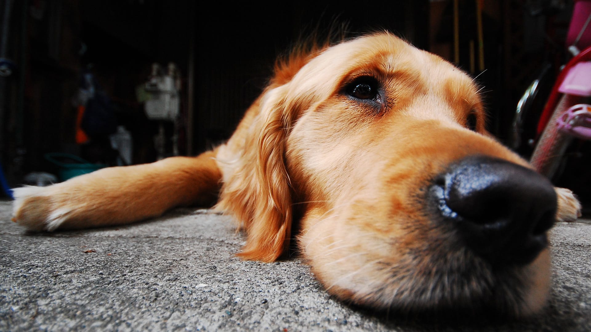 Your Dog Is Fat and Lazy: 3 Activity Trackers For The Quantified Pet - Fast  Company, image size:1920x1080