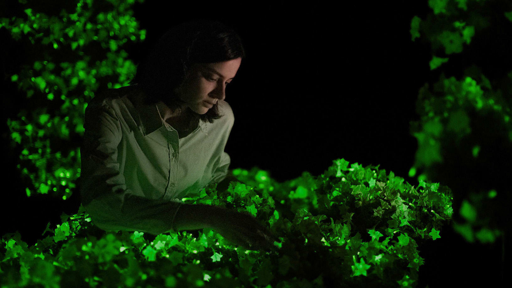 Glow-in-the-dark petunias are just the beginning