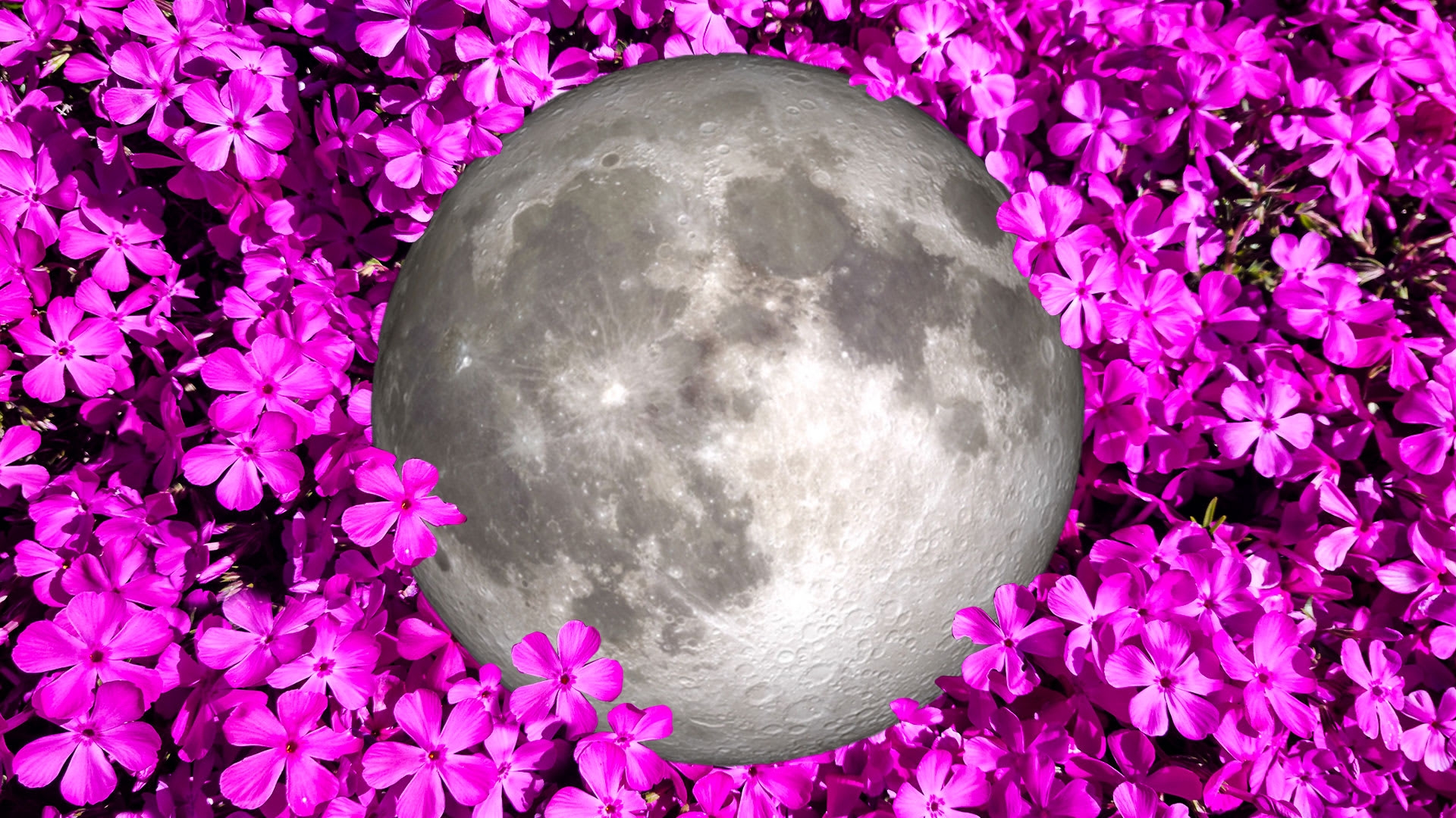 Pink full moon 2024 tonight meaning and best time to see it Fast Company