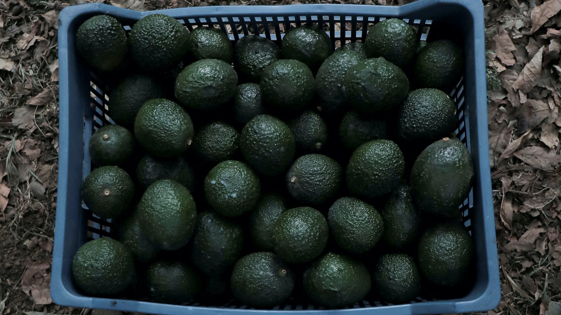 America's avocado demand is skyrocketing—and making Mexico's