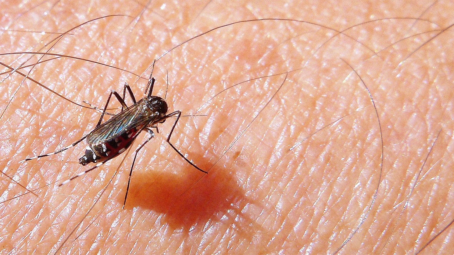 Butuca One Year In, Brazil's Zika- And Dengue-Busting