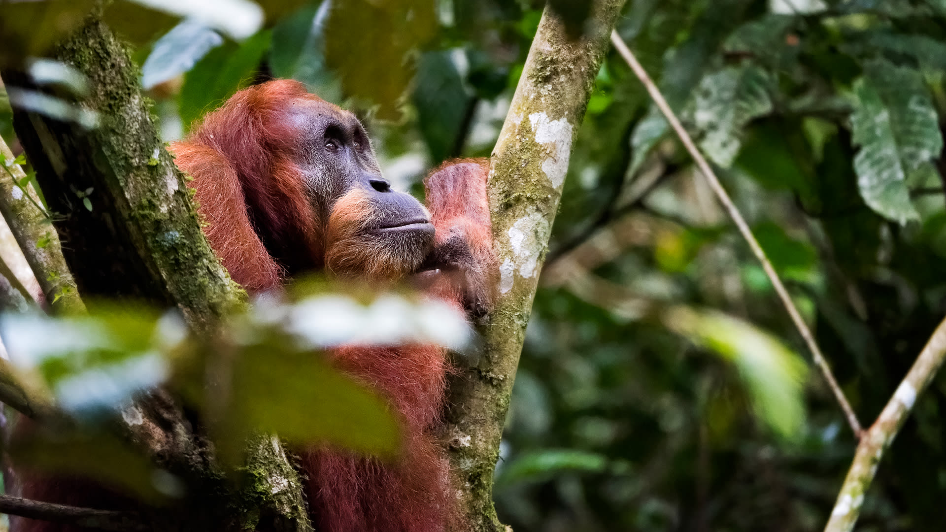 Your Clothes Might Be Destroying The Rainforest - Fast Company